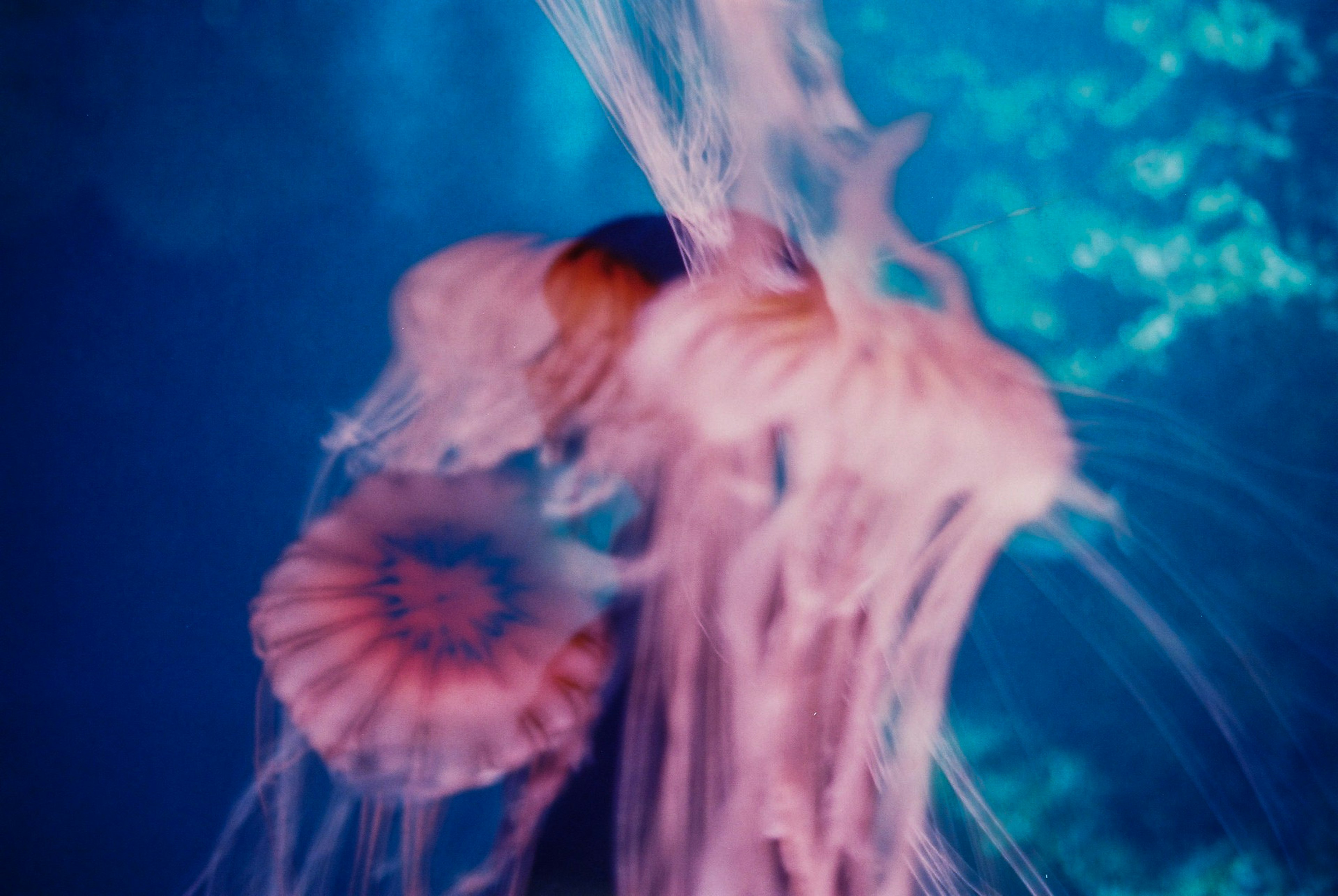 Un groupe de méduses magnifiques nageant dans l'eau bleue