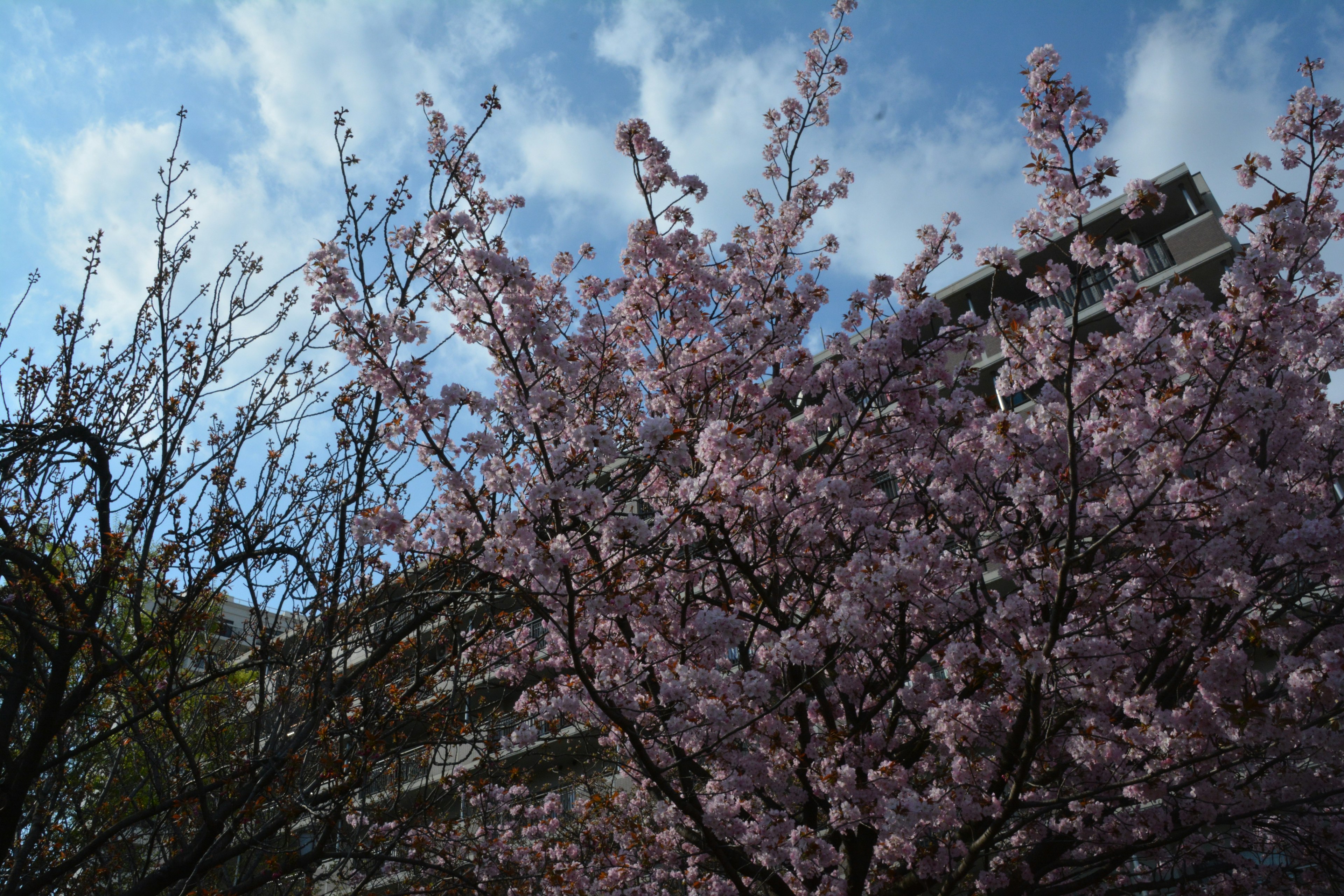 Kirschblüten blühen vor blauem Himmel und Gebäuden