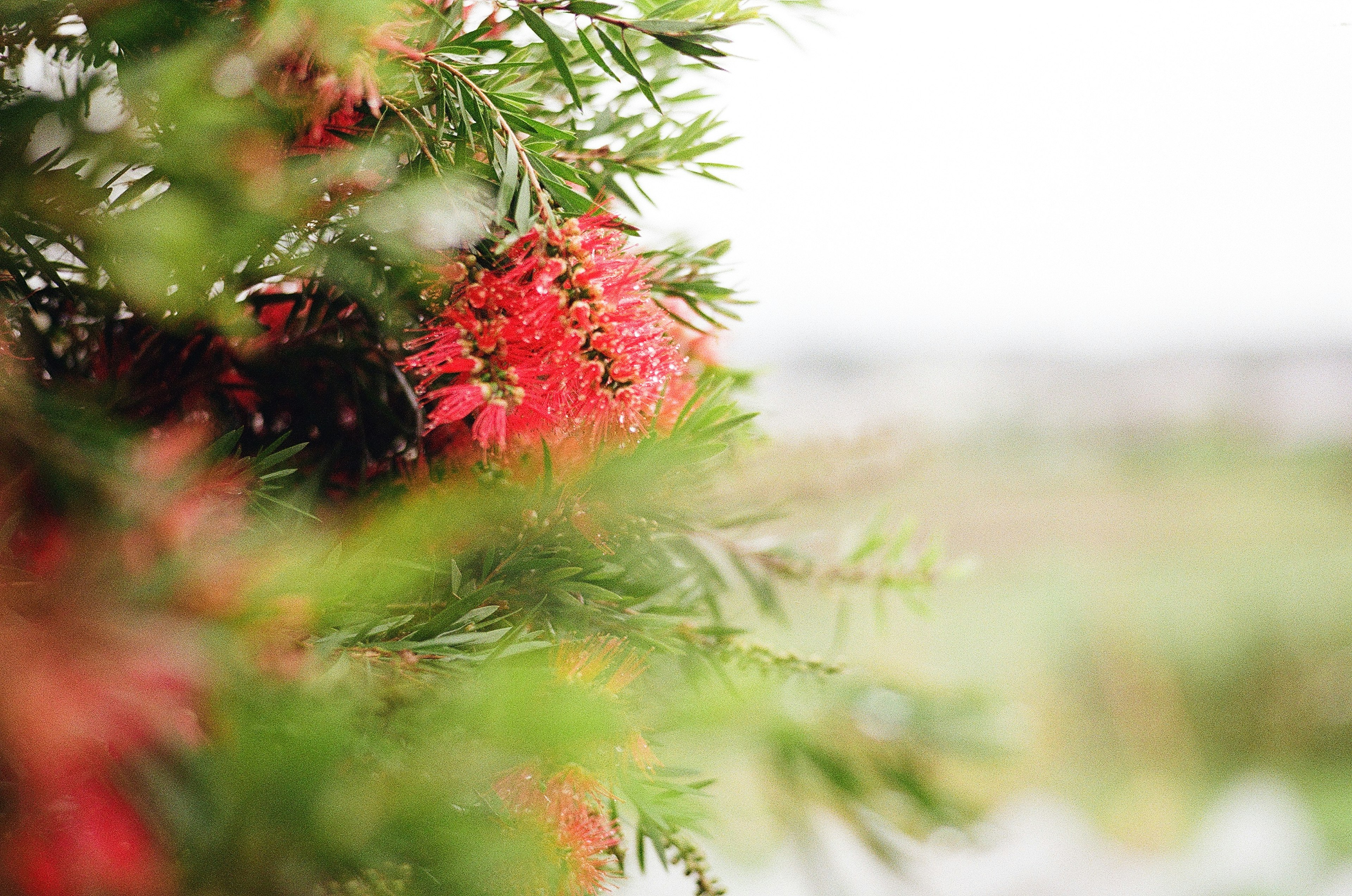 Close-up of red flowers surrounded by green leaves with a blurred background