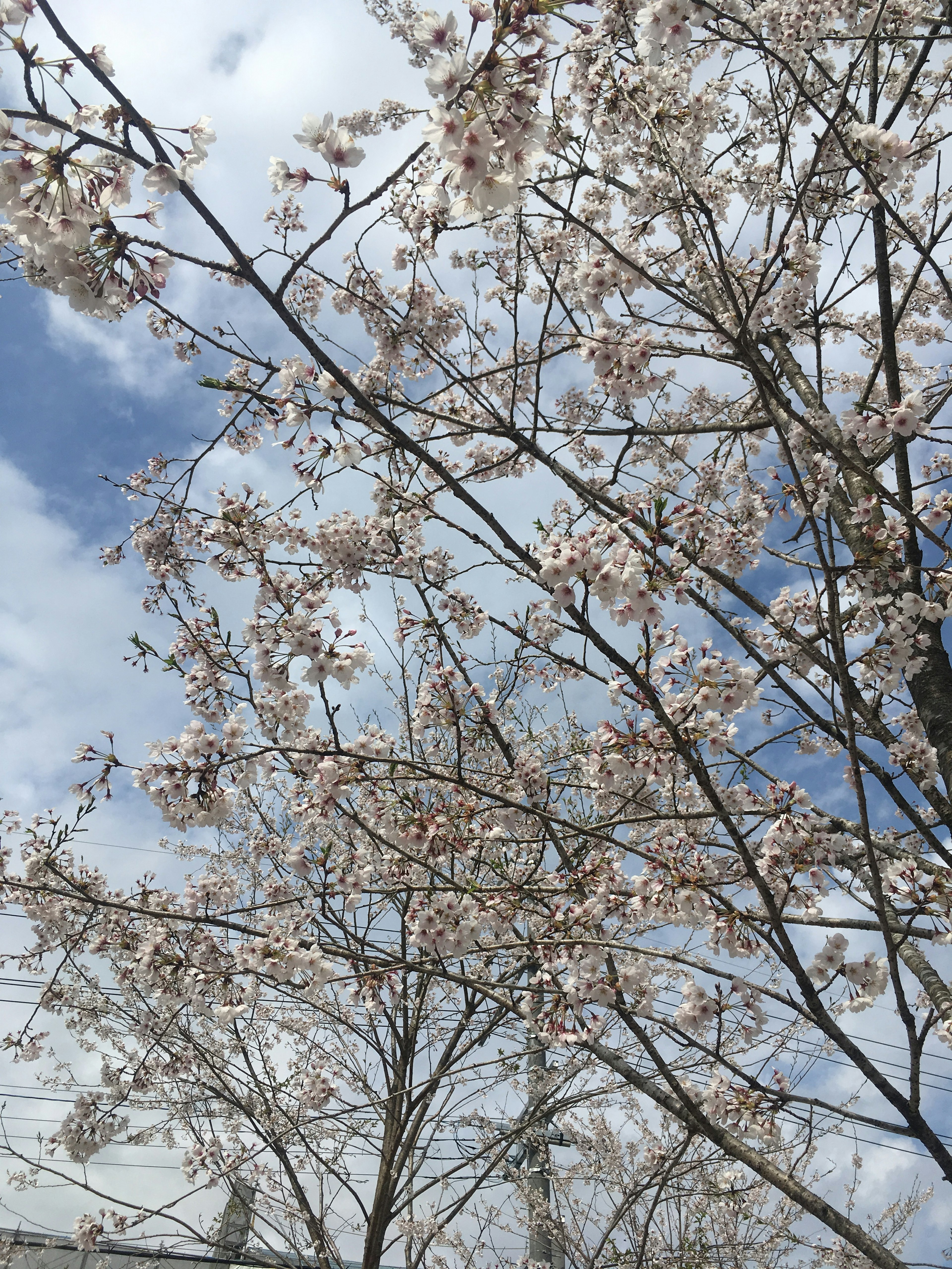 Branches of cherry blossoms against a blue sky