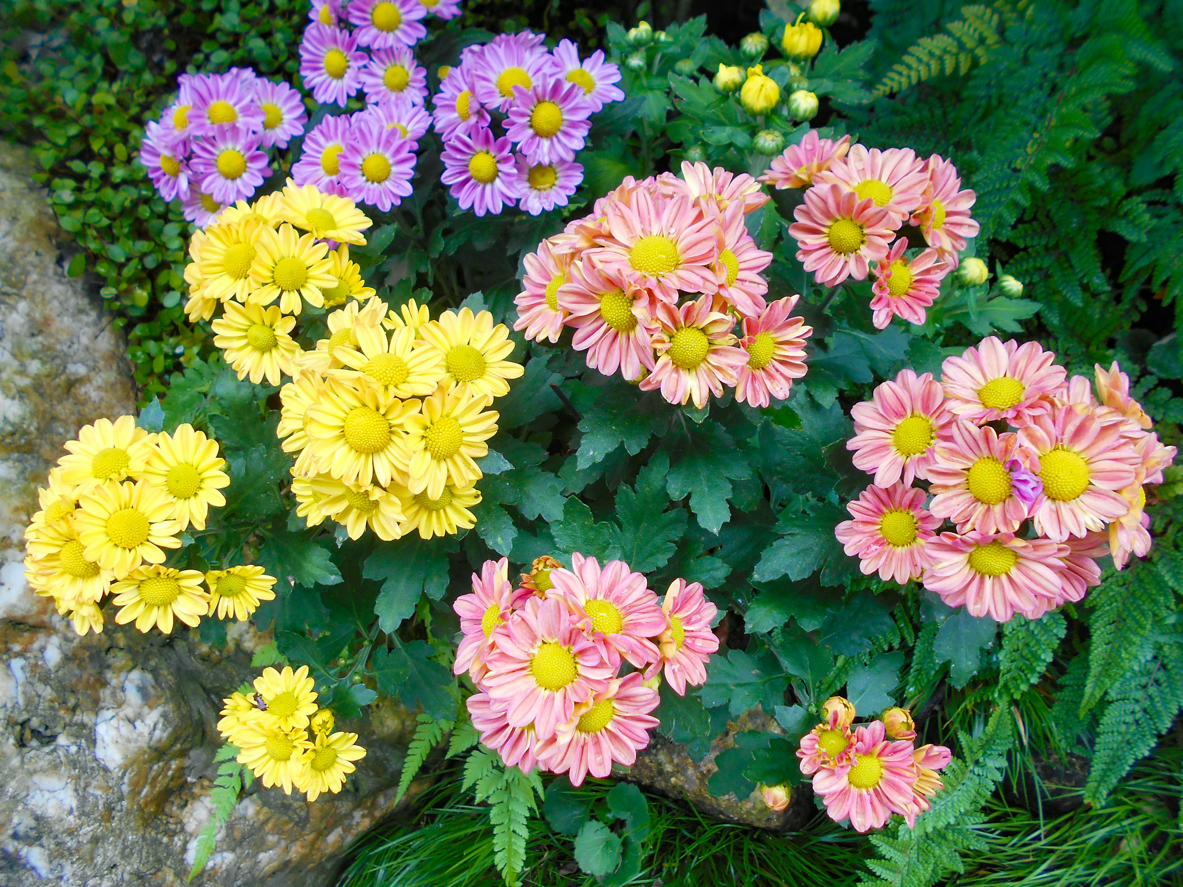 Colorful garden scene with blooming flowers in yellow, pink, and purple arranged beautifully