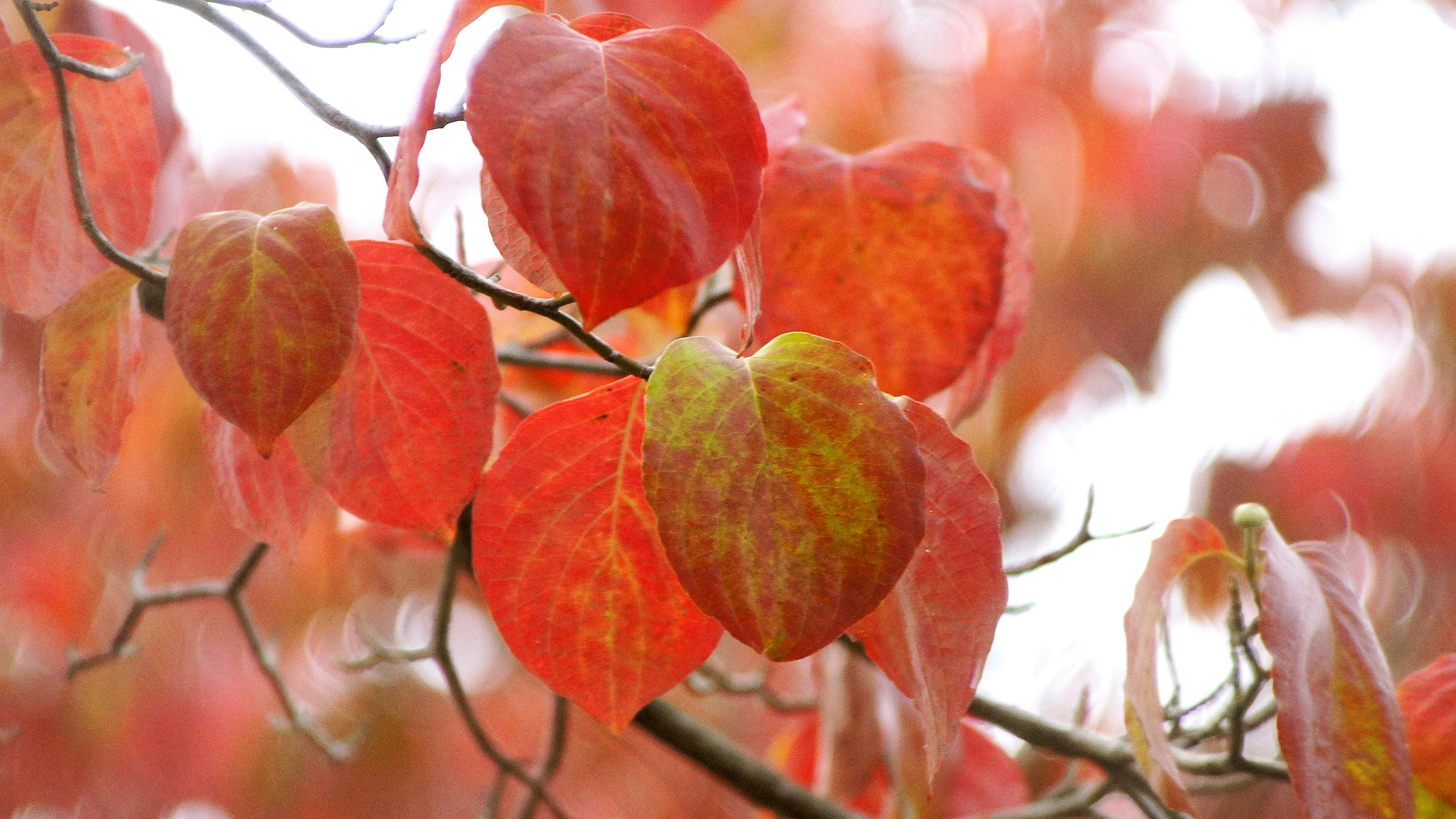 Primo piano di rami di albero con foglie rosse e arancioni