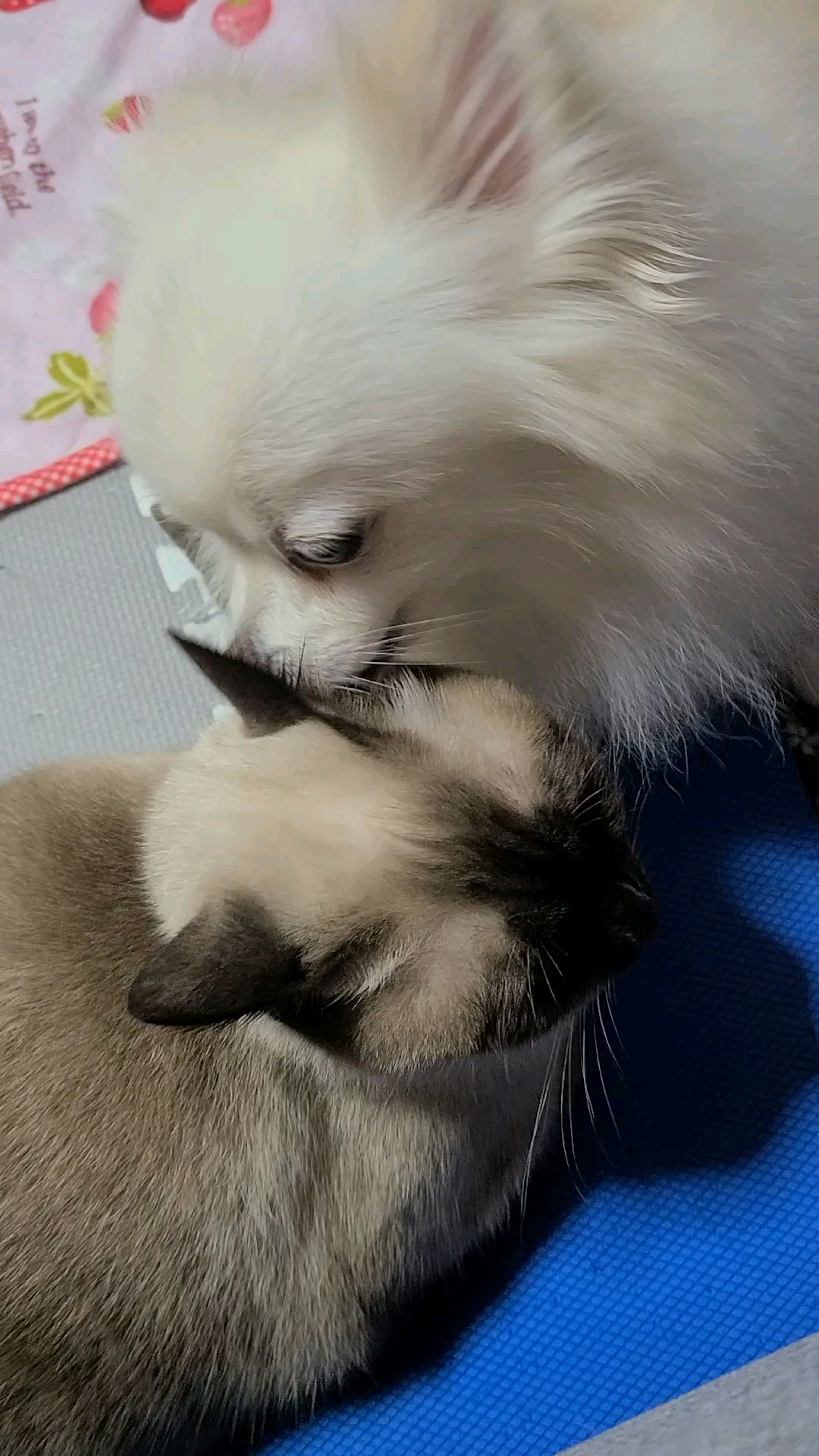 Seekor Pomeranian putih dan kucing Siam berpelukan bersama