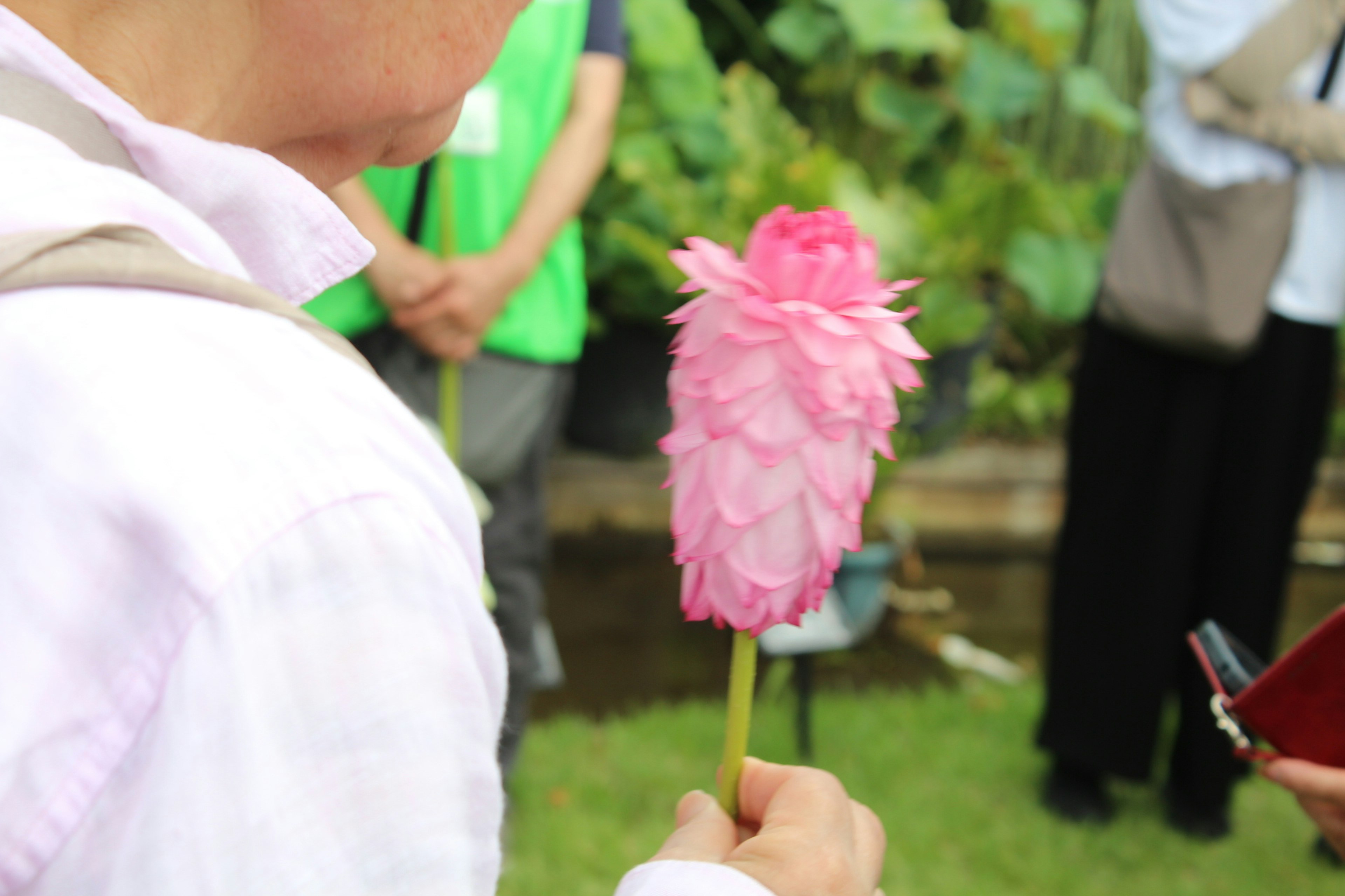 Persona che tiene un fiore rosa con uno sfondo verde sfocato