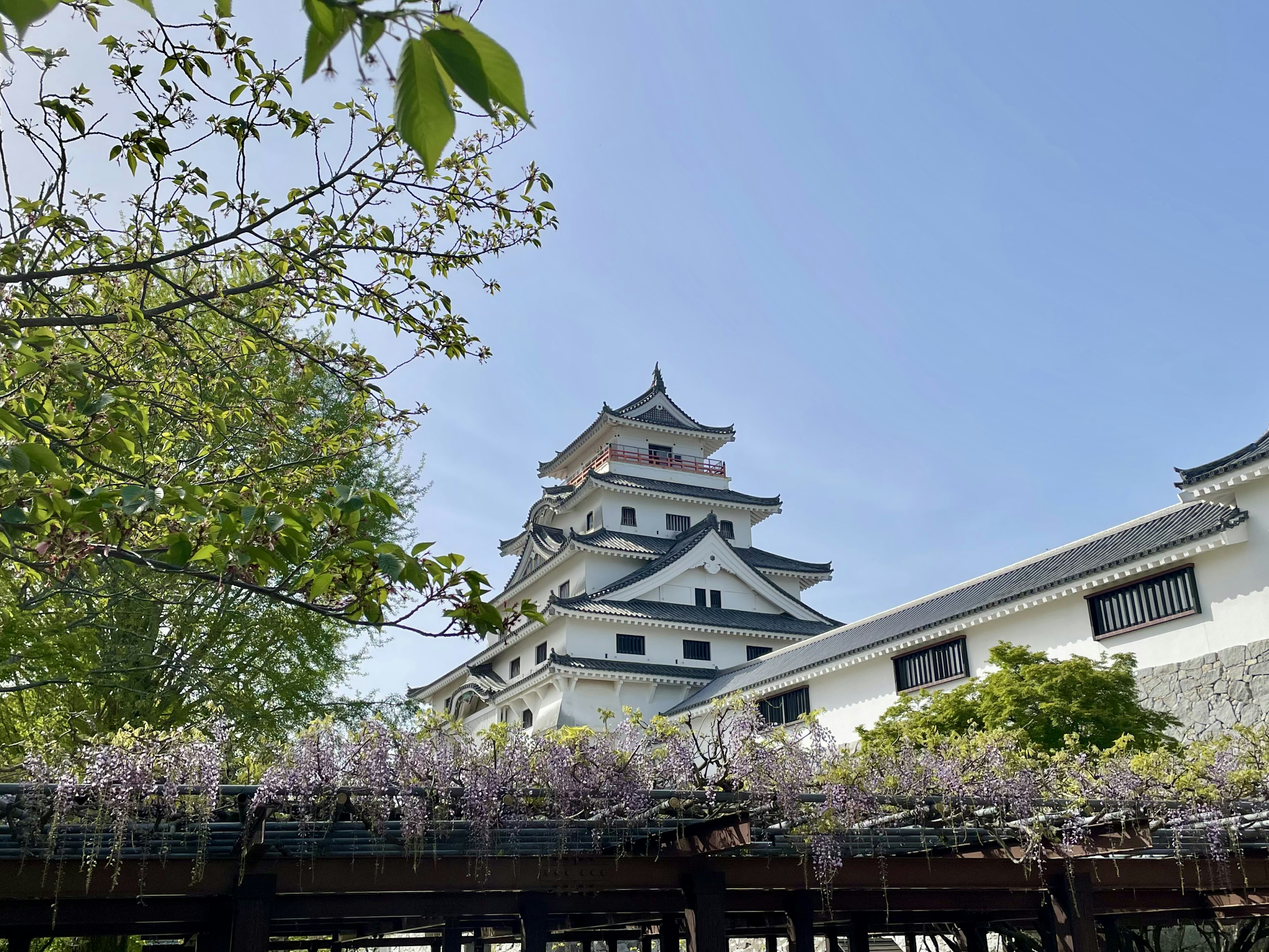 日本の城と藤の花が咲く美しい風景