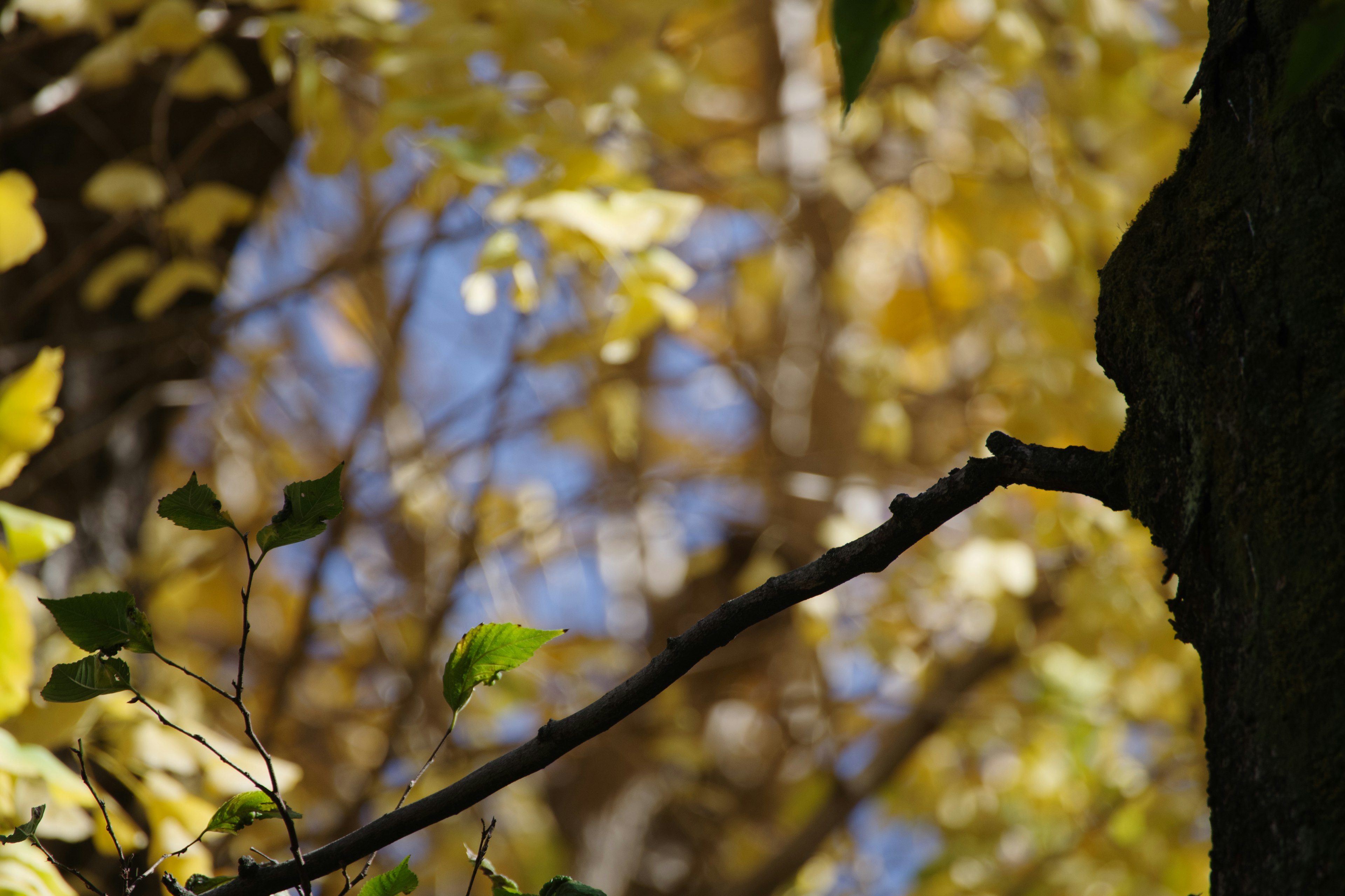 Hojas de otoño amarillas vibrantes contra un fondo de cielo azul