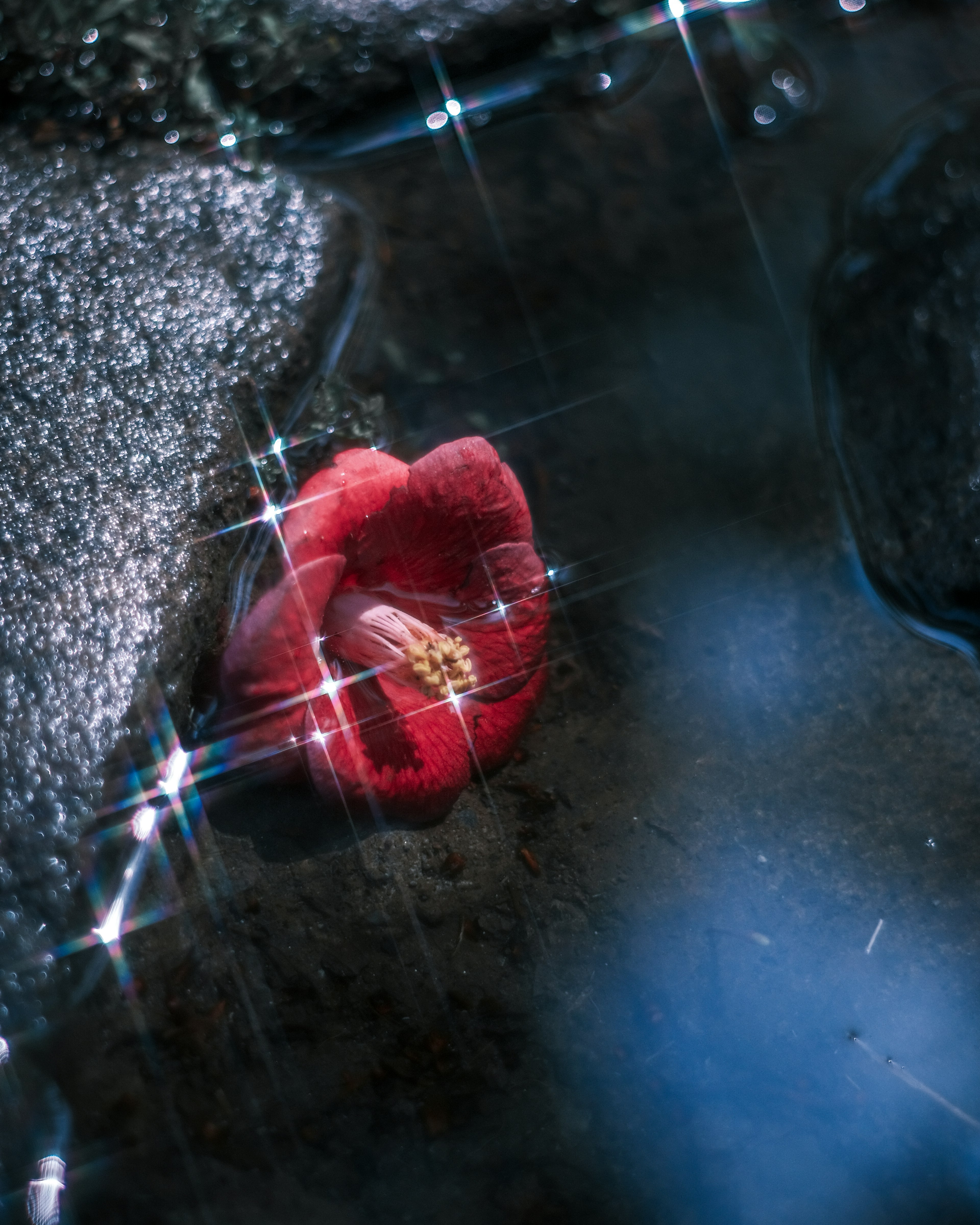 A red flower petal floating on water reflecting light in a serene setting