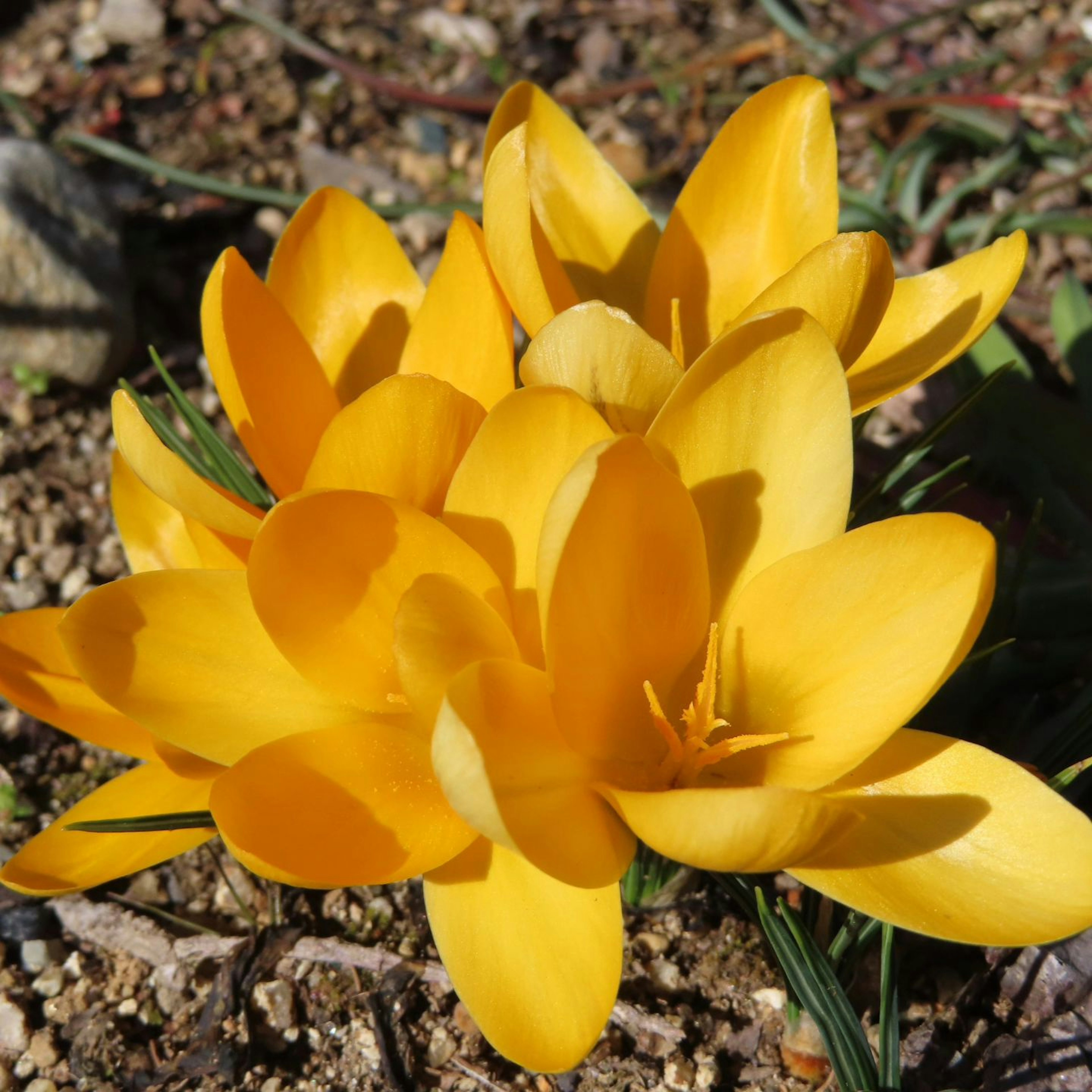 Vibrant yellow crocus flowers blooming on the ground