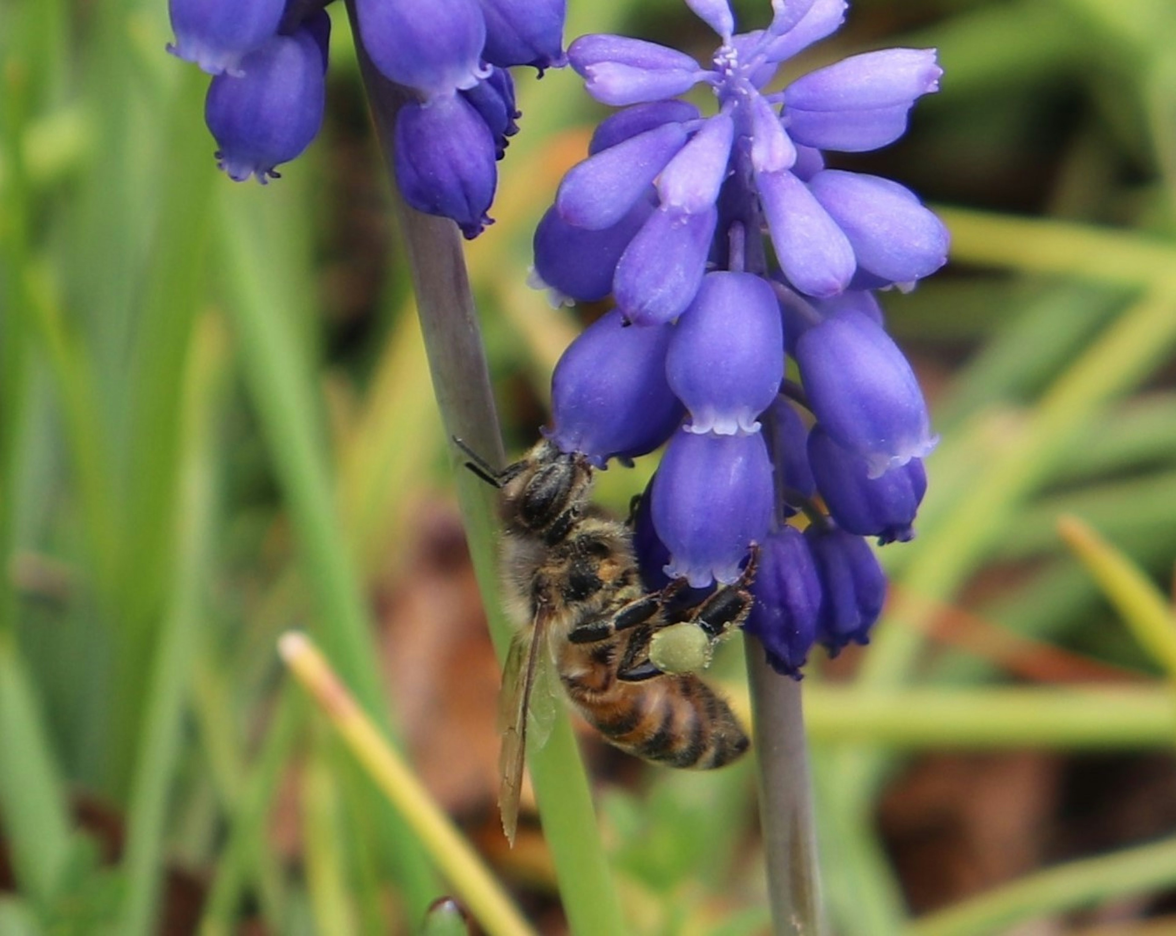 Ape che raccoglie nettare da fiori viola