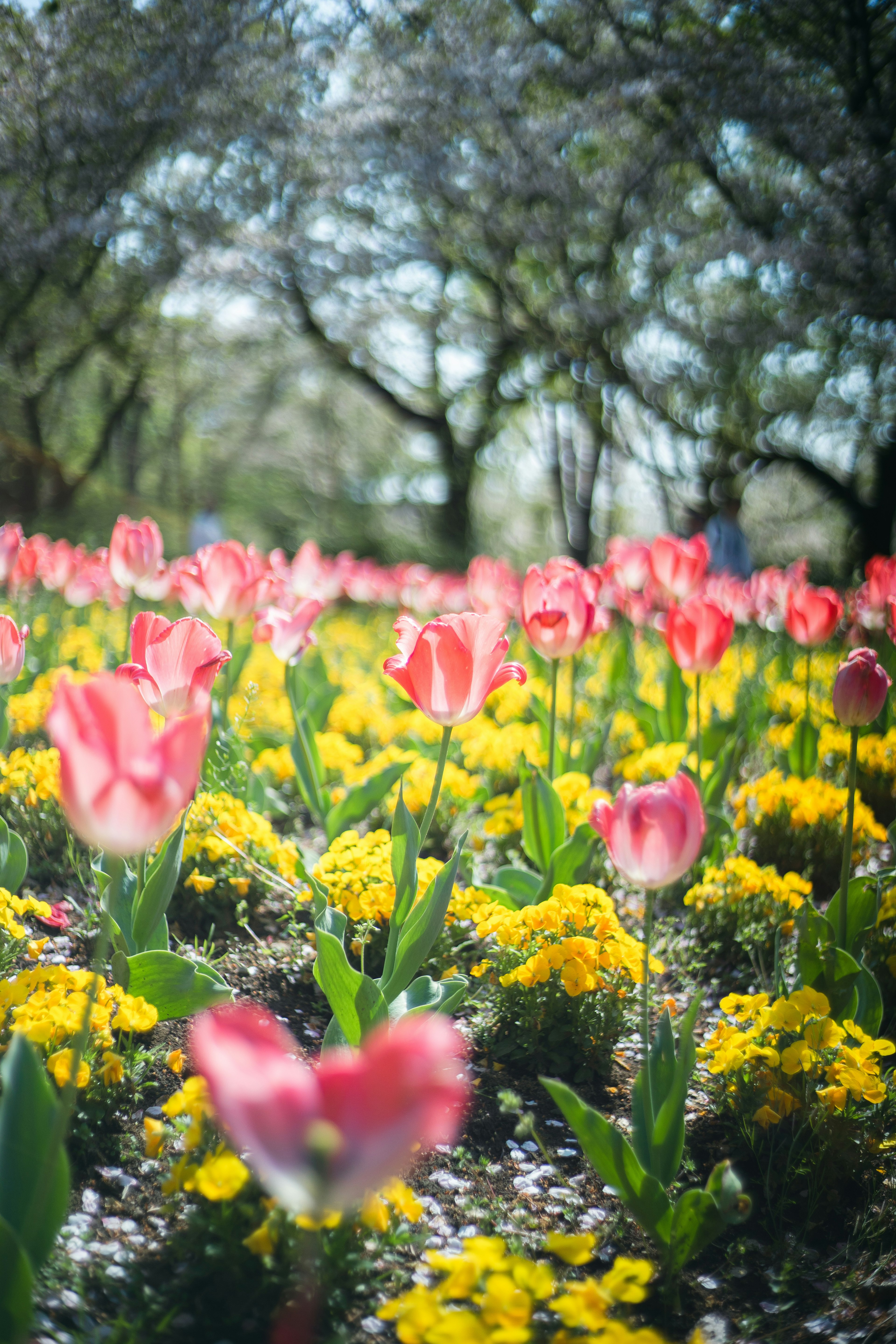 Pemandangan taman yang indah dengan tulip berwarna-warni dan bunga kuning yang mekar