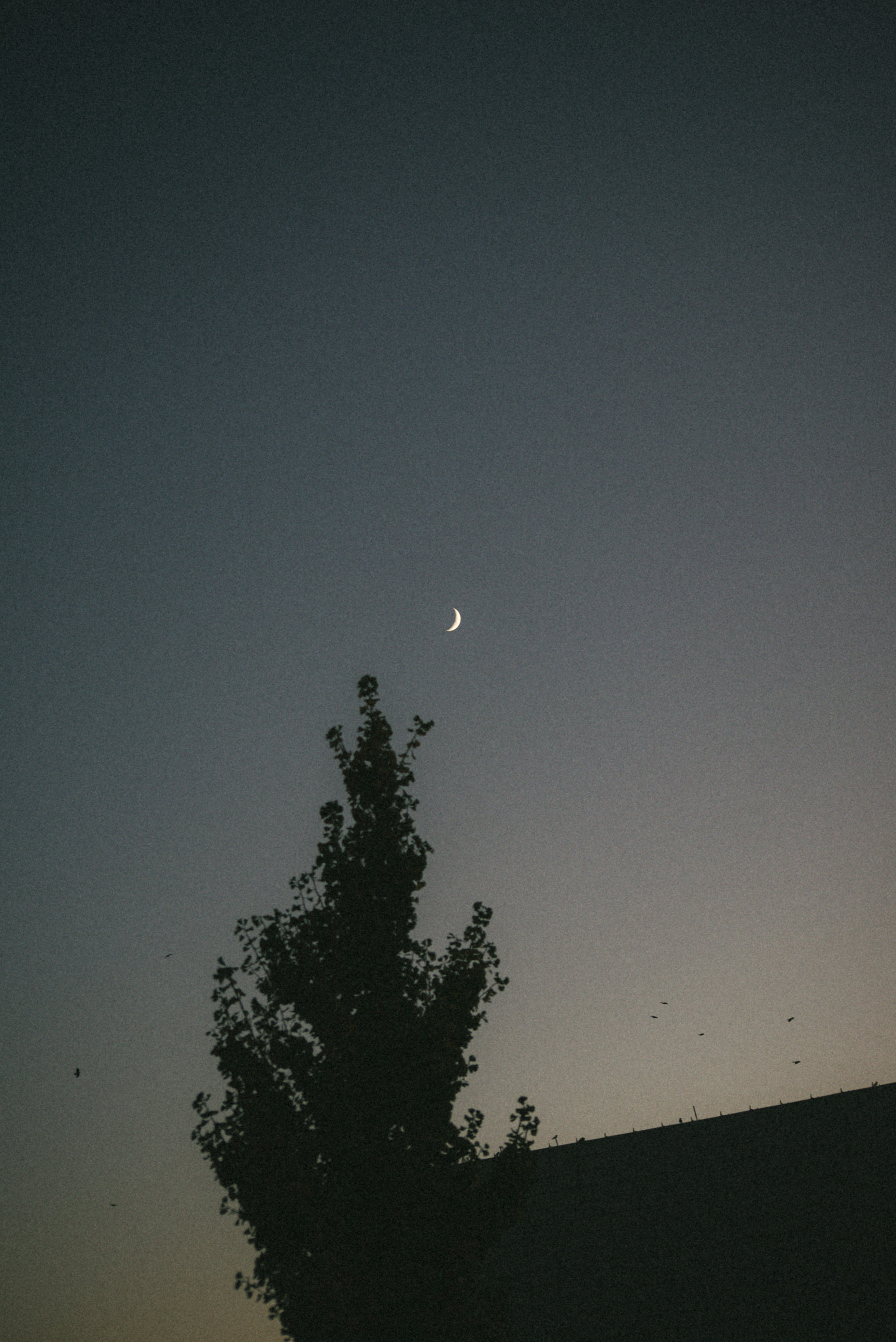 Lune croissante dans le ciel crépusculaire avec un arbre en silhouette