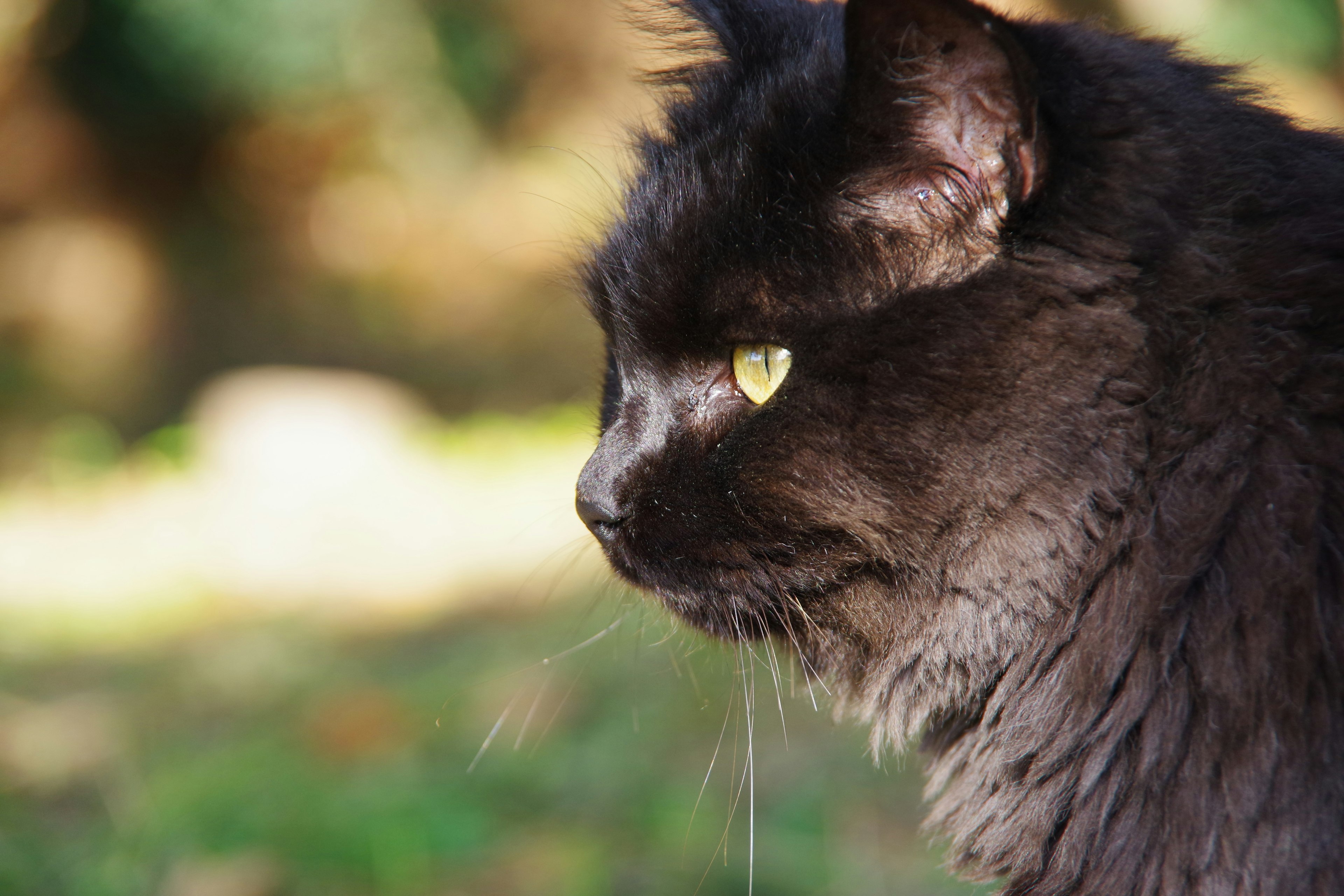 Profile of a black cat with yellow eyes and fluffy fur blurred green background