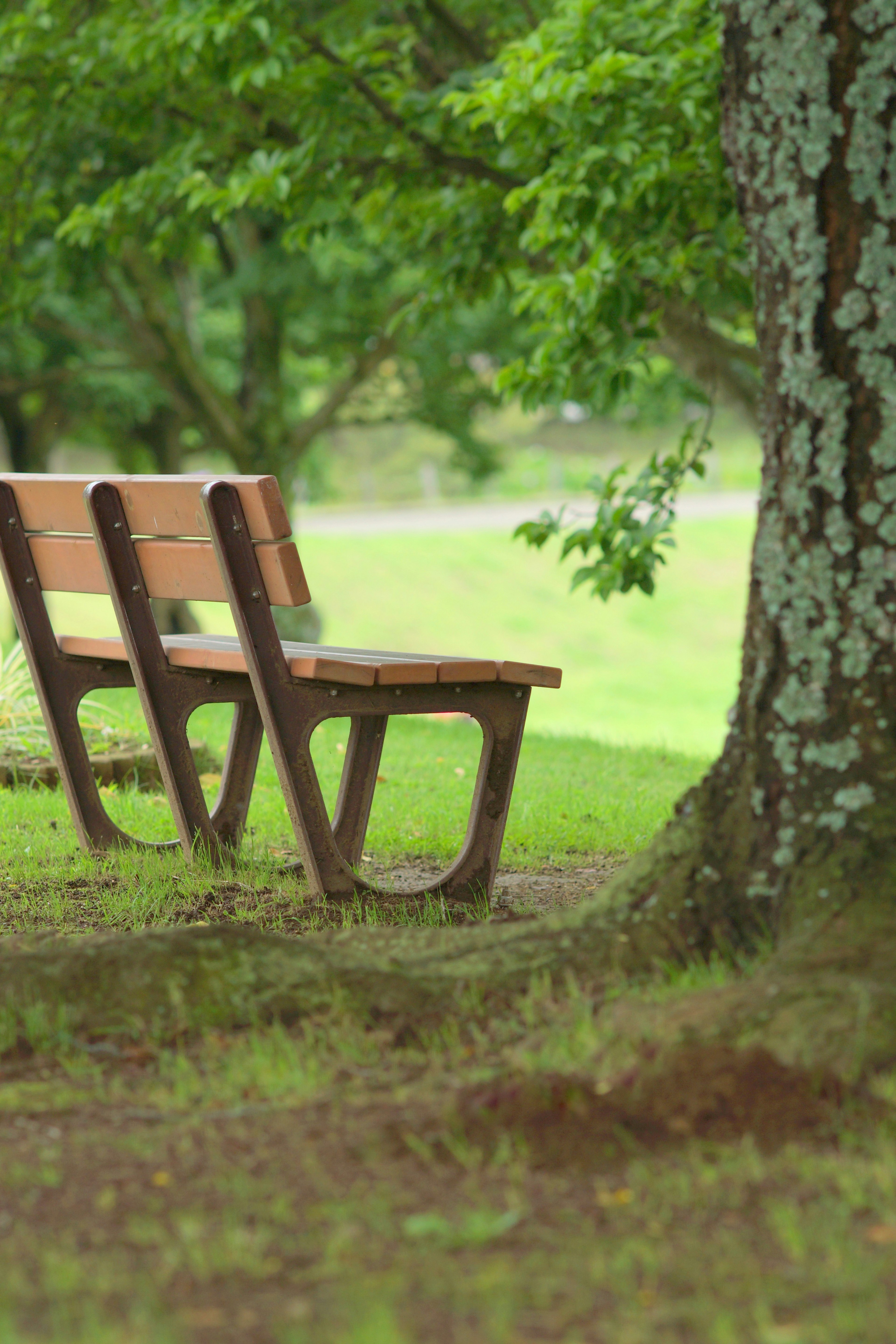 Wooden bench in a green park with trees