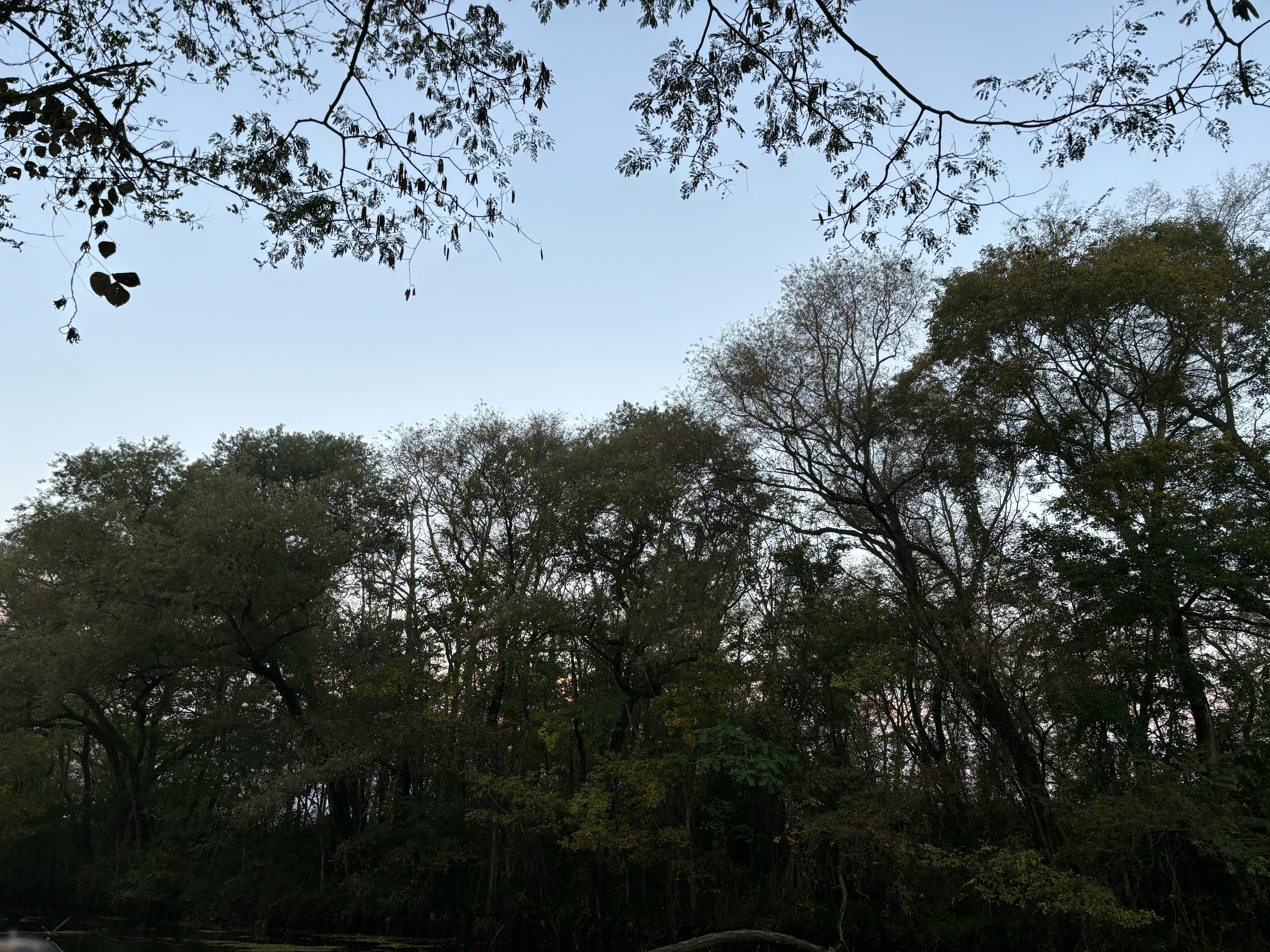 Paesaggio naturale con cielo blu e alberi verdi