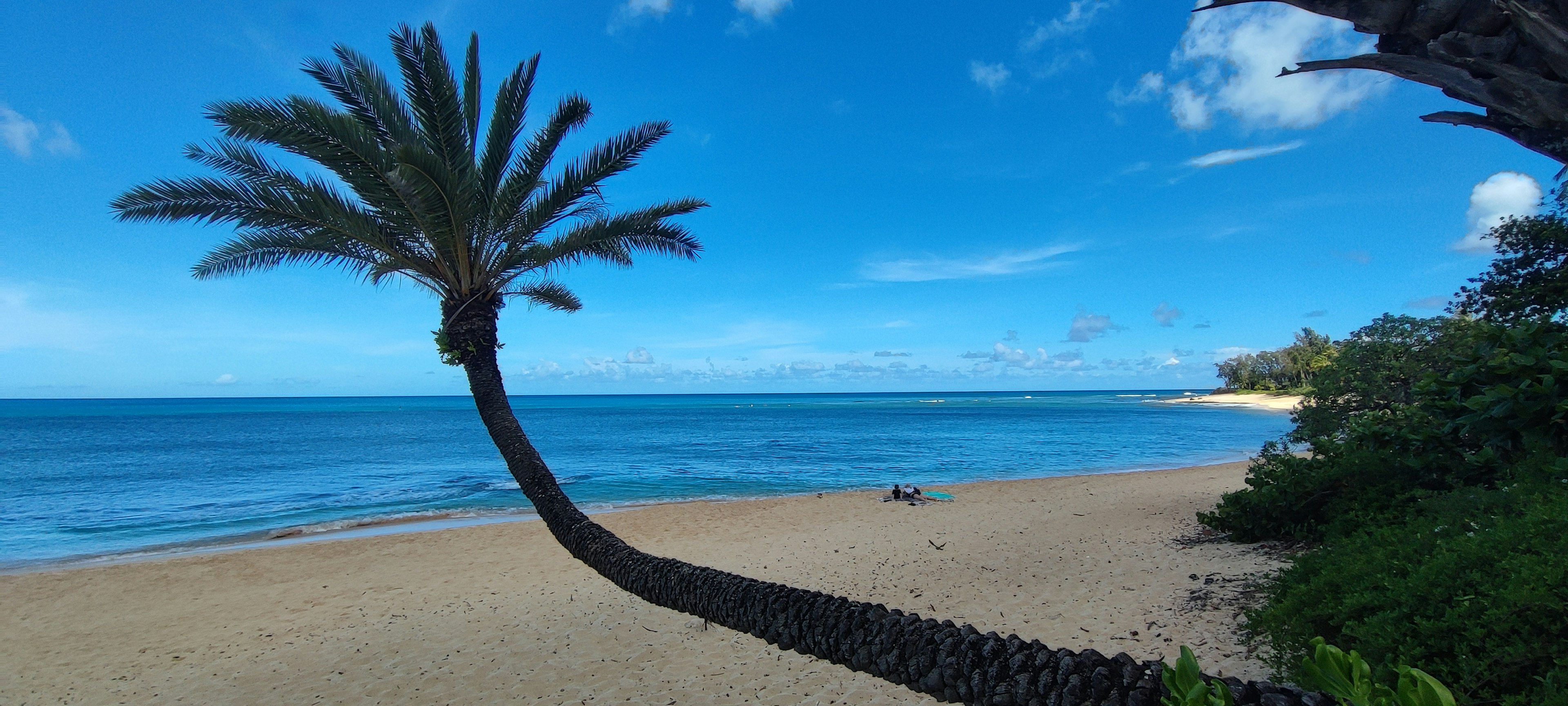 Scenic beach view featuring a curved palm tree with blue sky and ocean