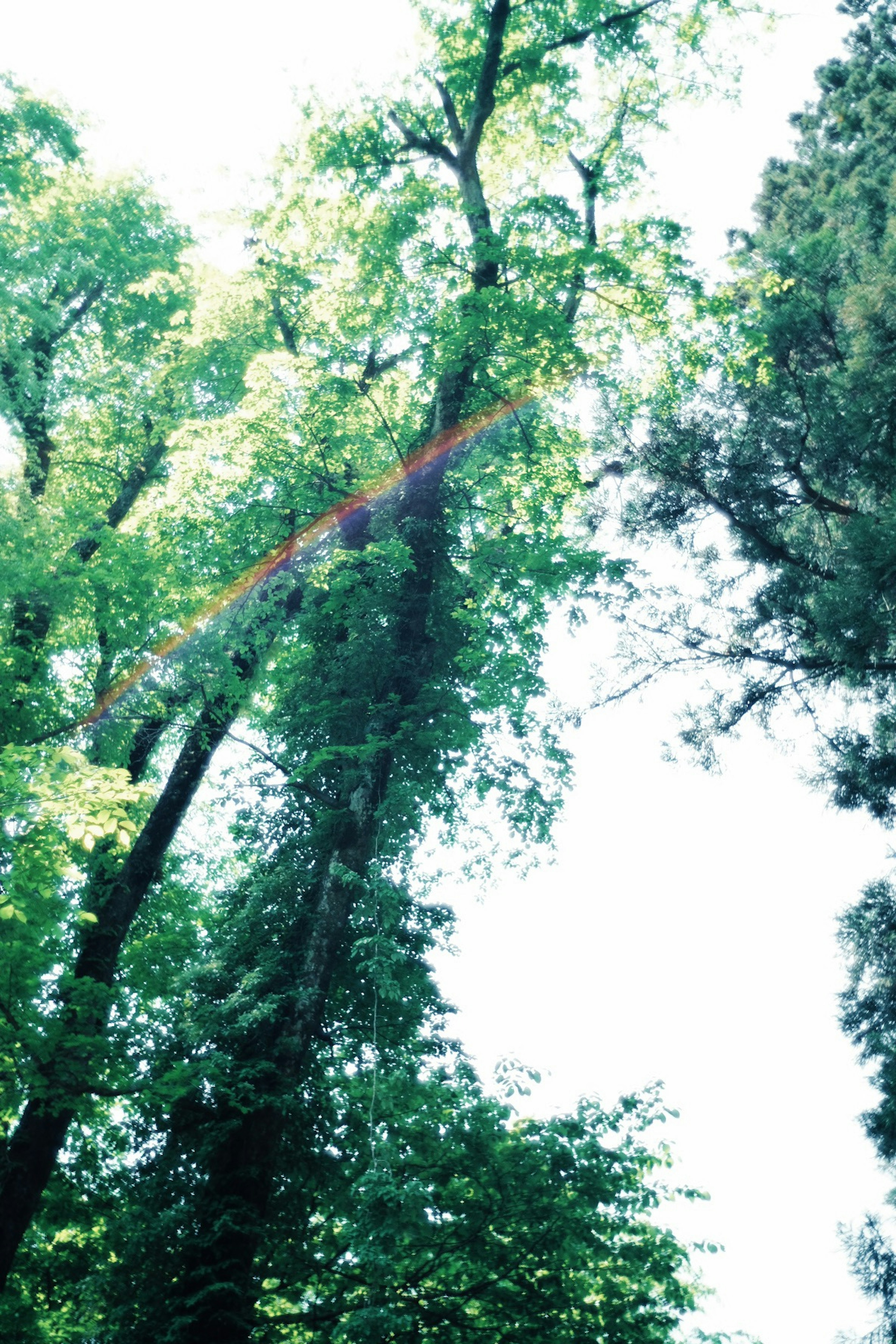 Üppige grüne Bäume in einem Wald mit hellem Himmel