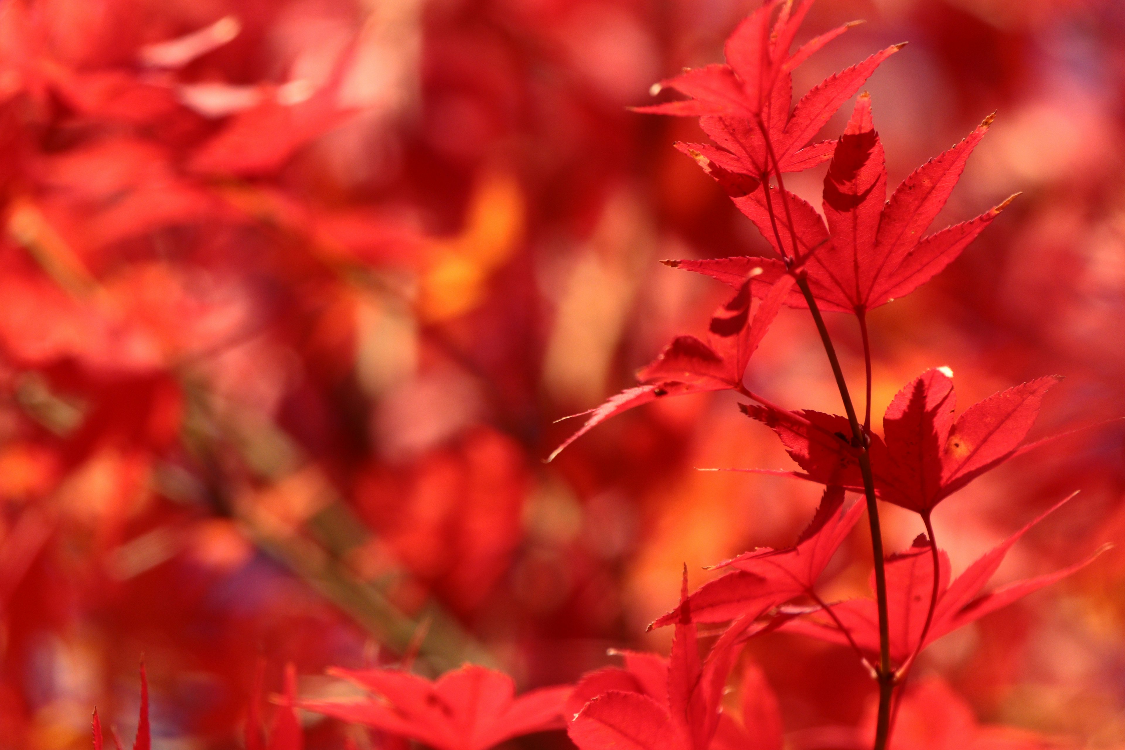 Feuilles rouges vives avec un arrière-plan flou d'automne