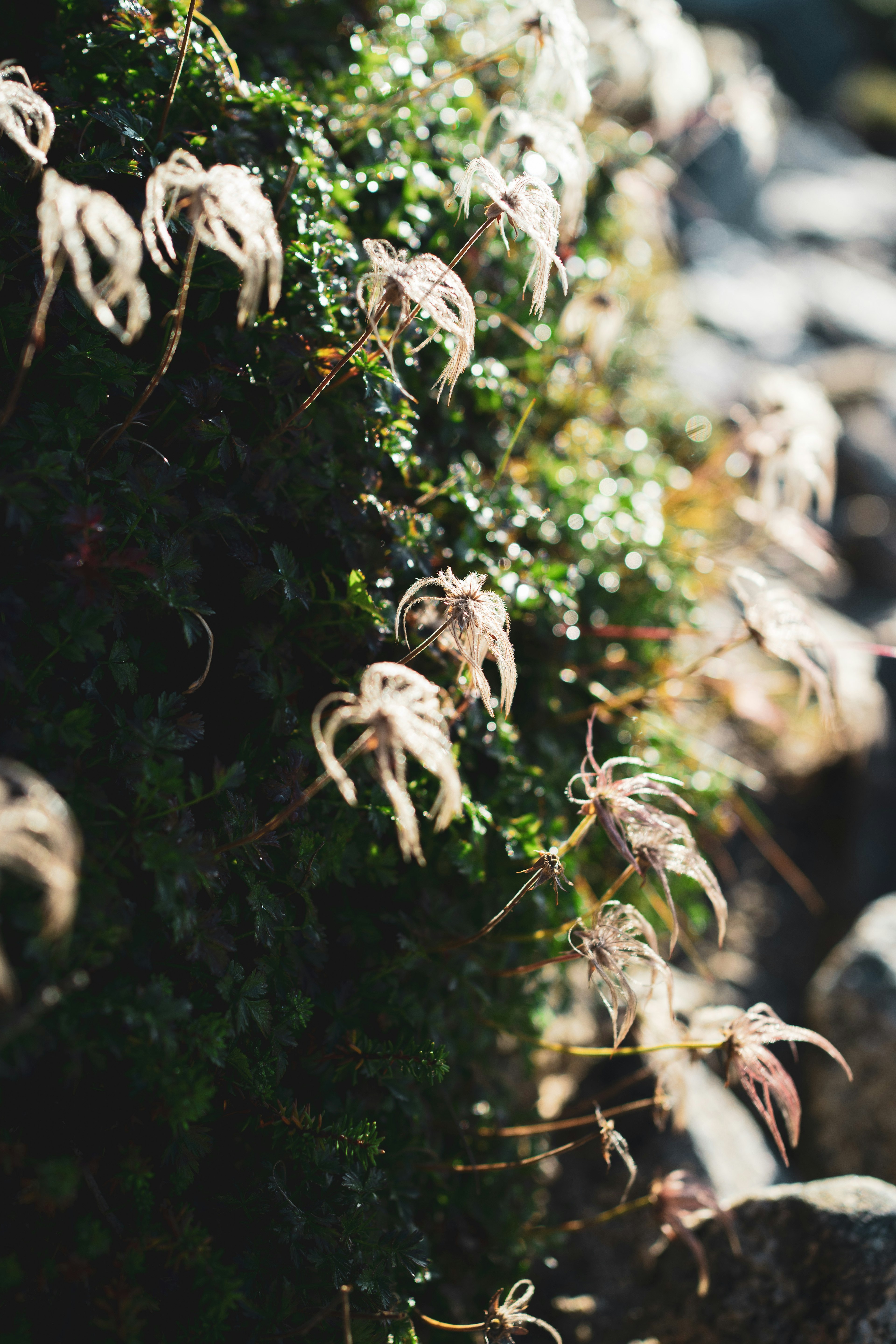 Close-up of green moss with delicate white flower details