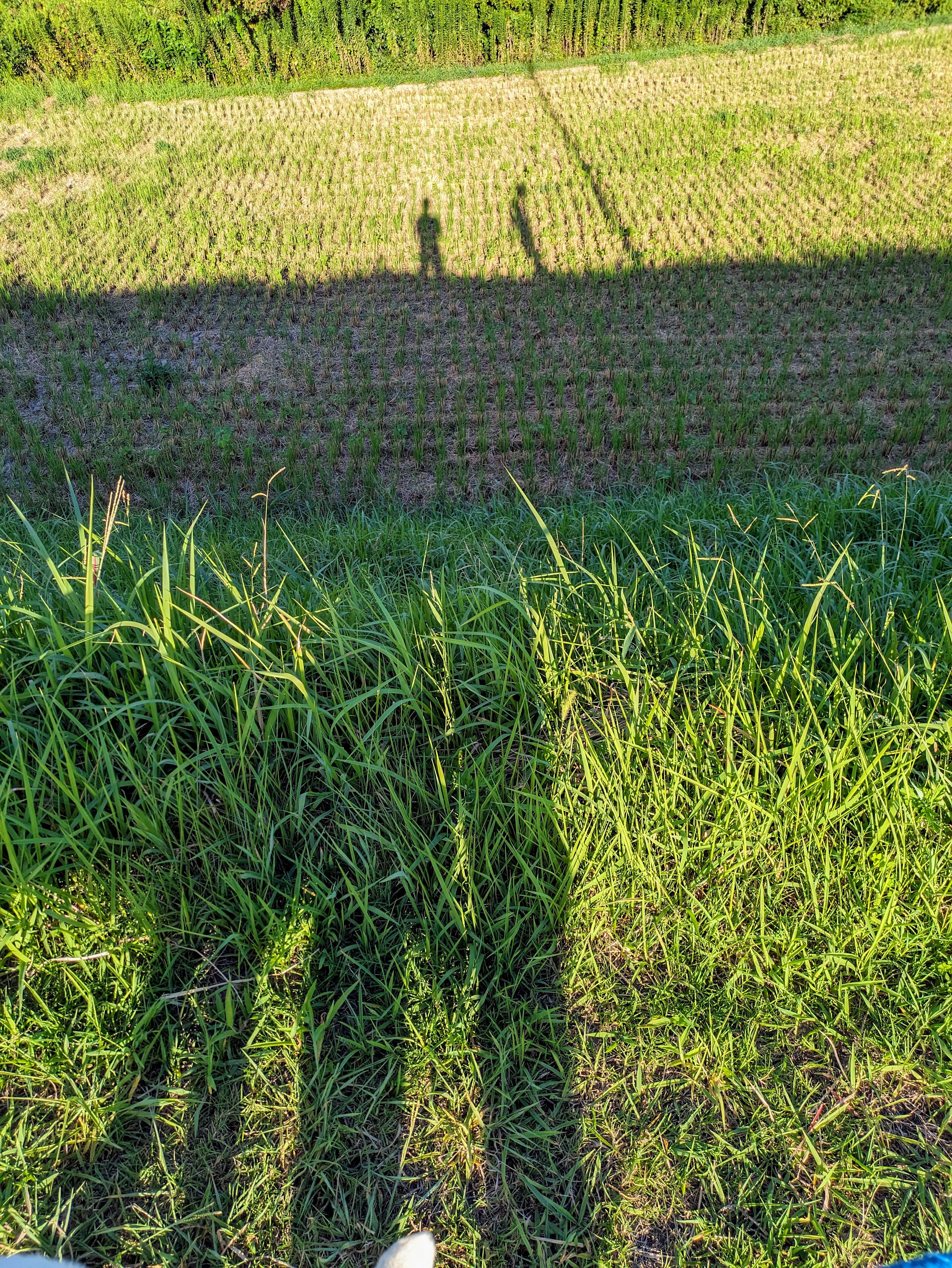 Shadows on grass with a rice field in the background