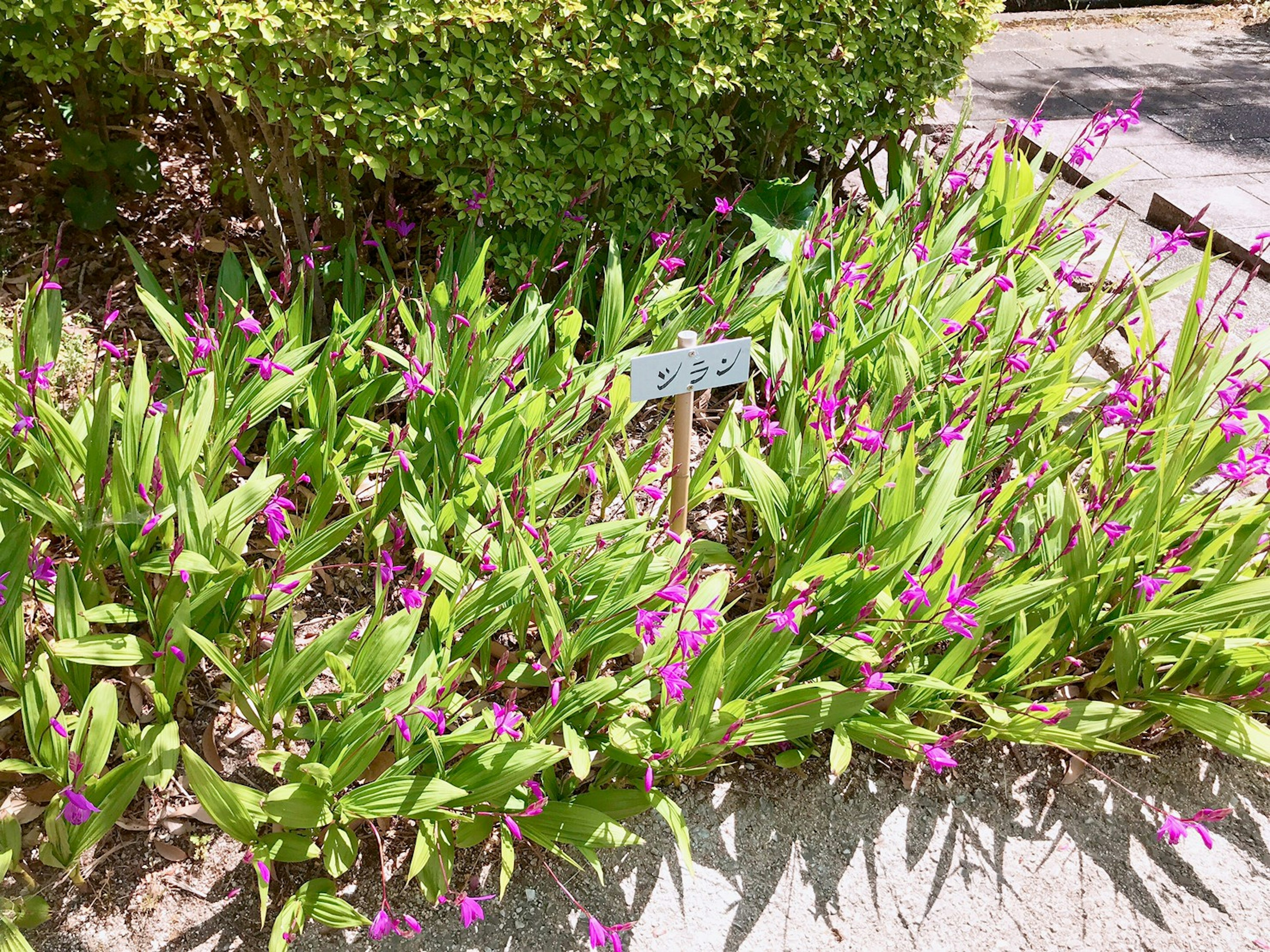 Flores moradas vibrantes y hojas verdes exuberantes en un jardín