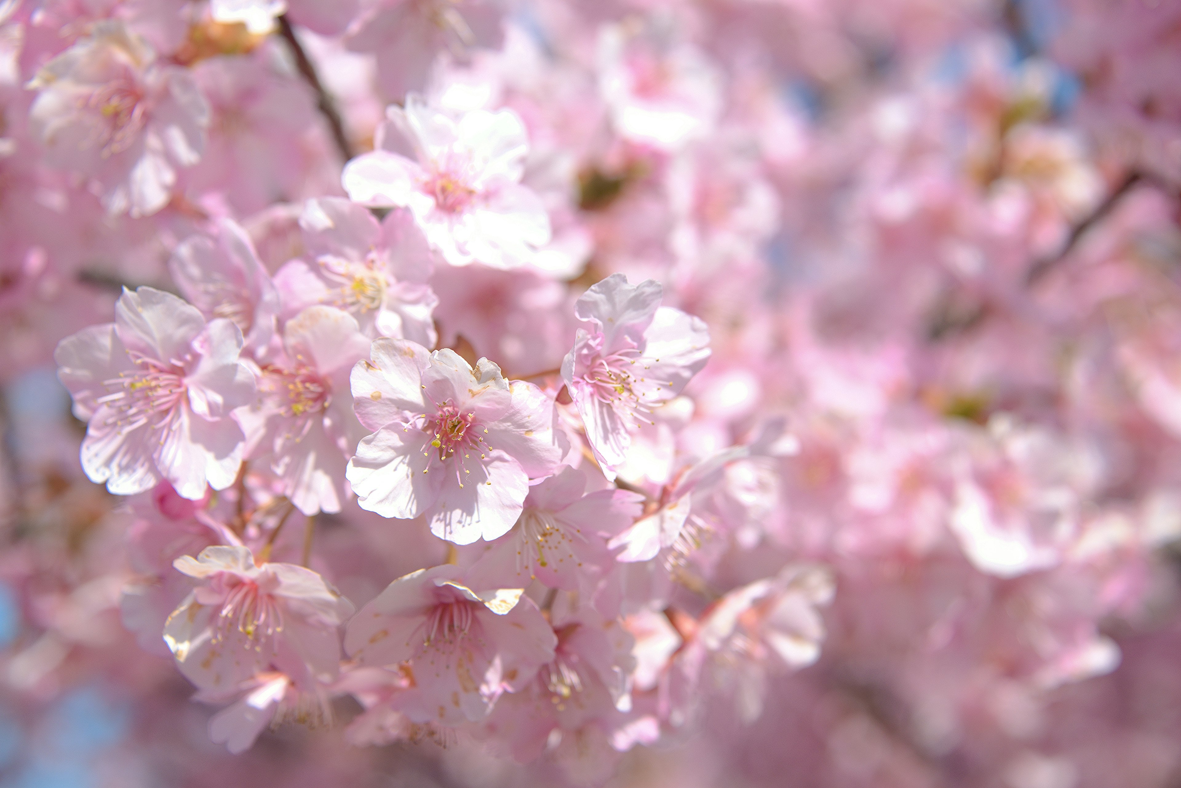 Primo piano di fiori di ciliegio su rami