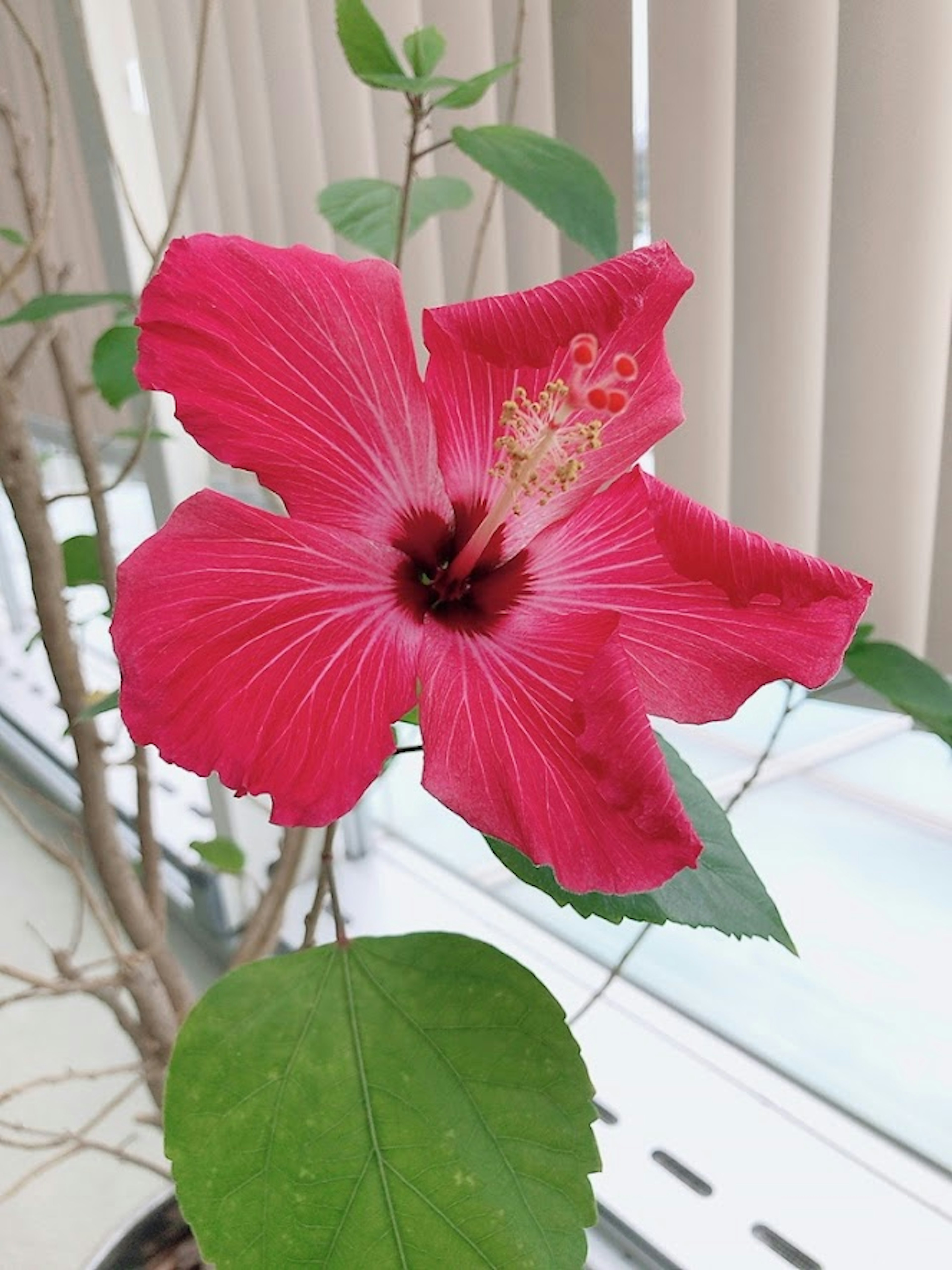 Fiore di ibisco rosa brillante che sboccia con foglie verdi