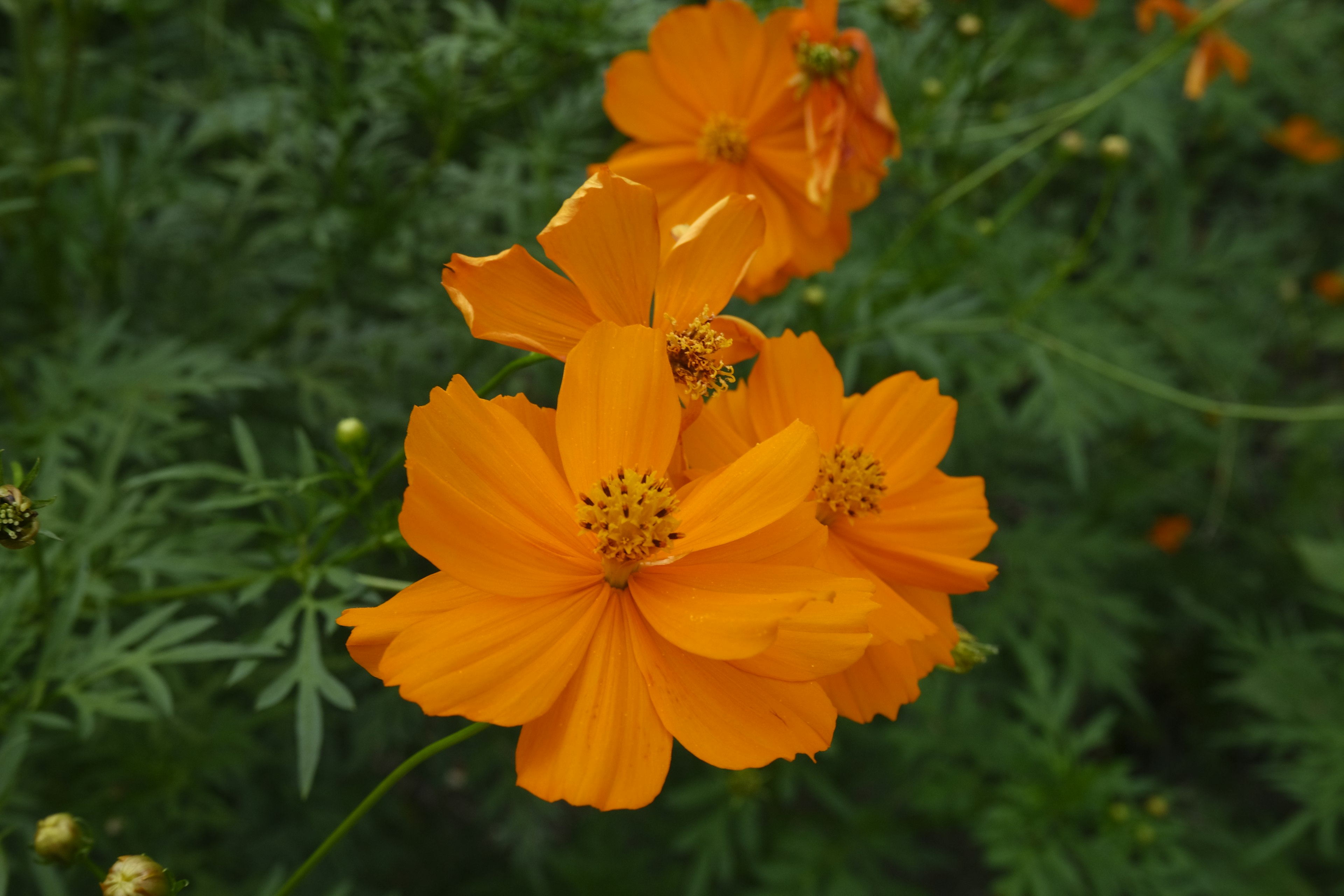 Lebendige orange Blumen, die zwischen grünen Blättern blühen