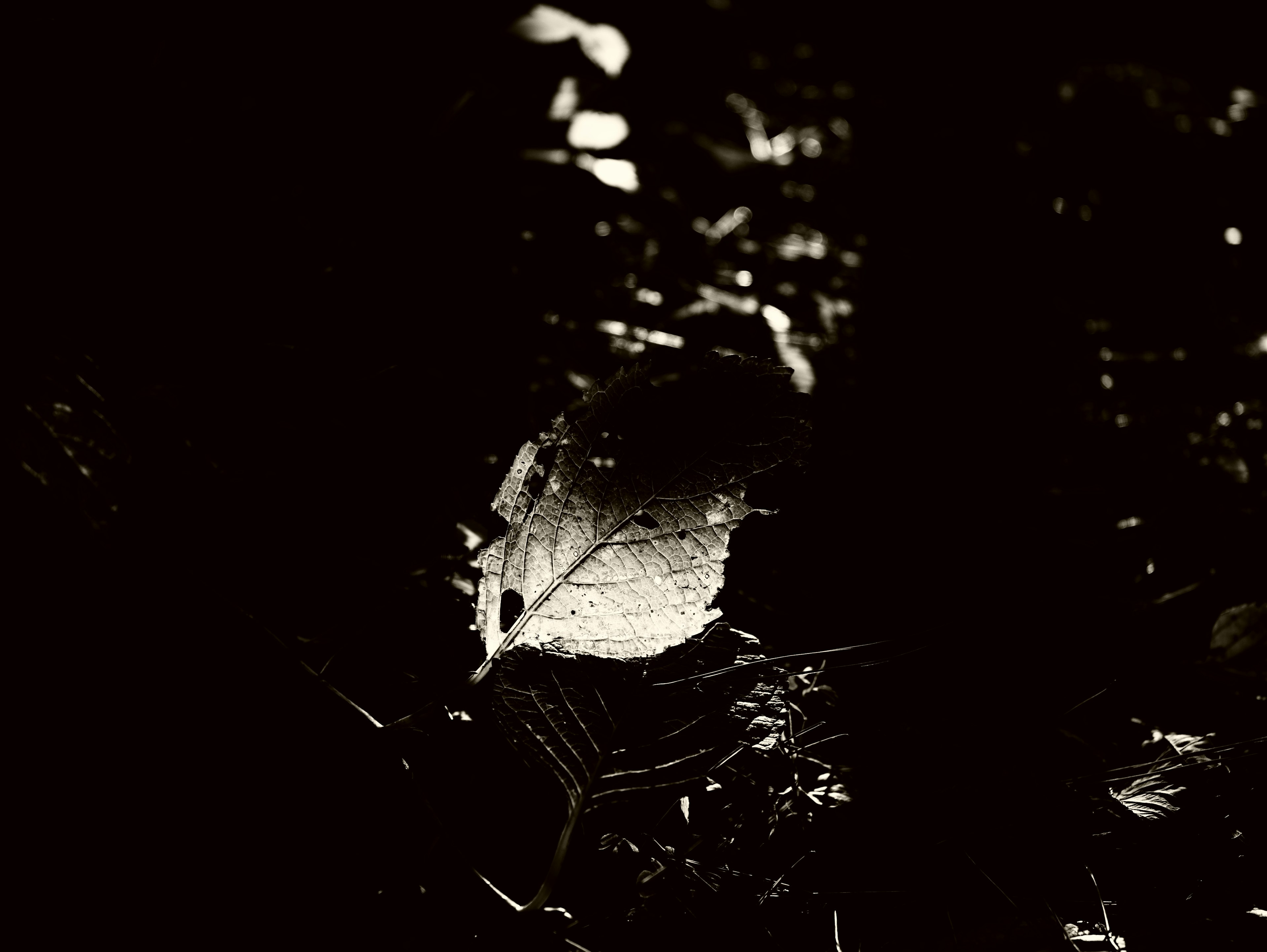 Imagen de una hoja descansando sobre suelo oscuro con iluminación mínima