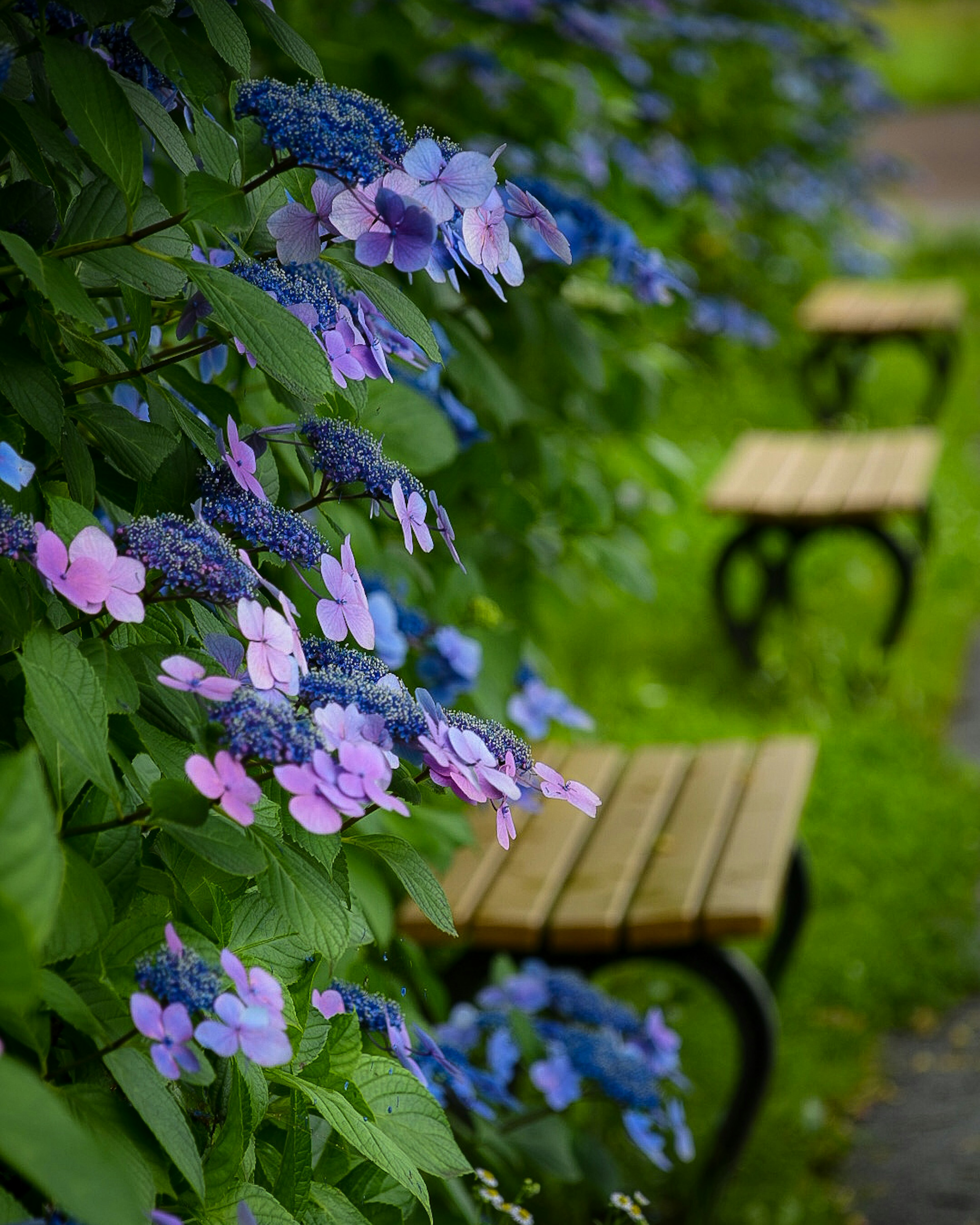 Bancs en bois alignés le long d'un chemin verdoyant orné de fleurs bleues et violettes