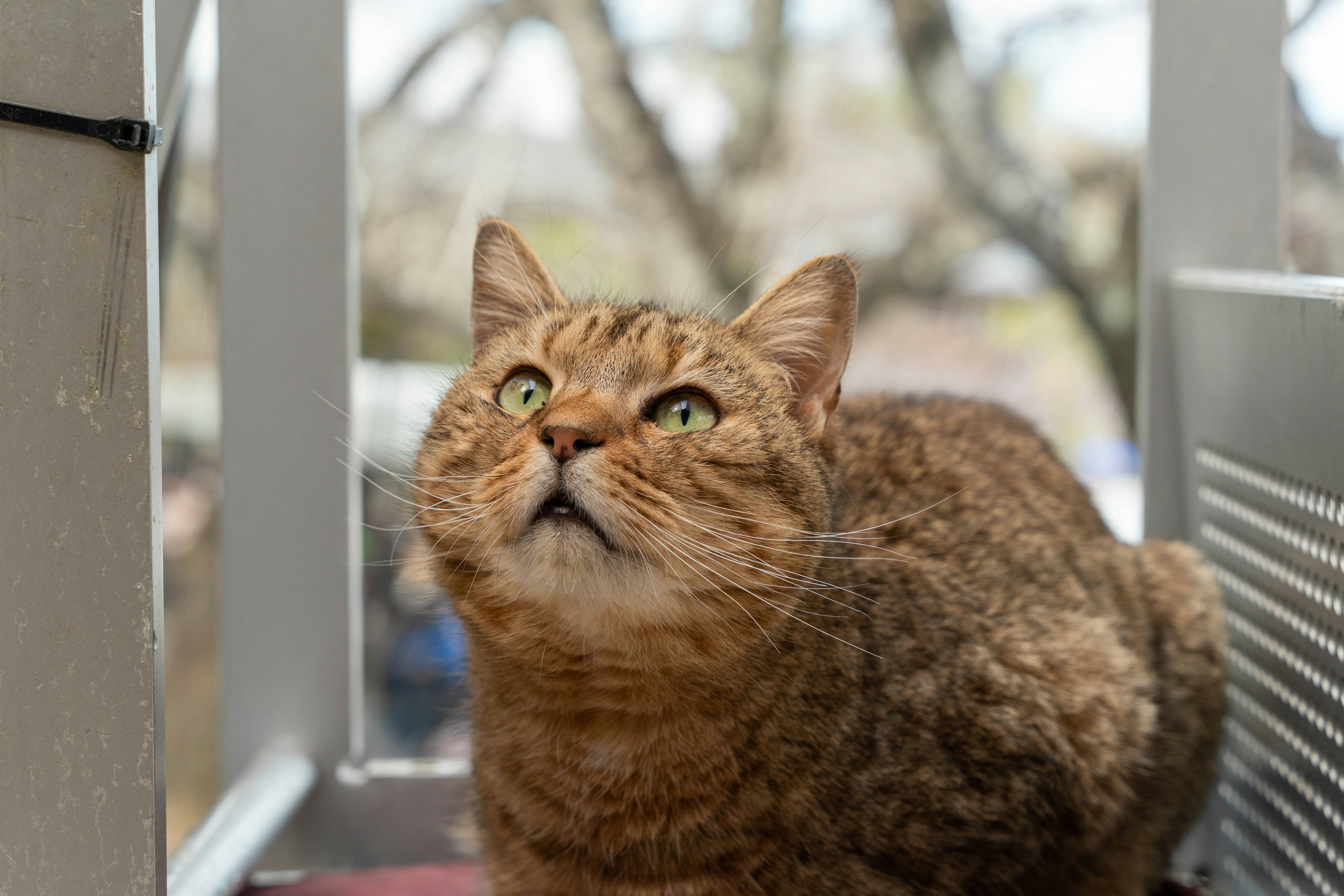 窓辺に座っている猫のアップで、緑の目を持ち、驚いた表情をしている