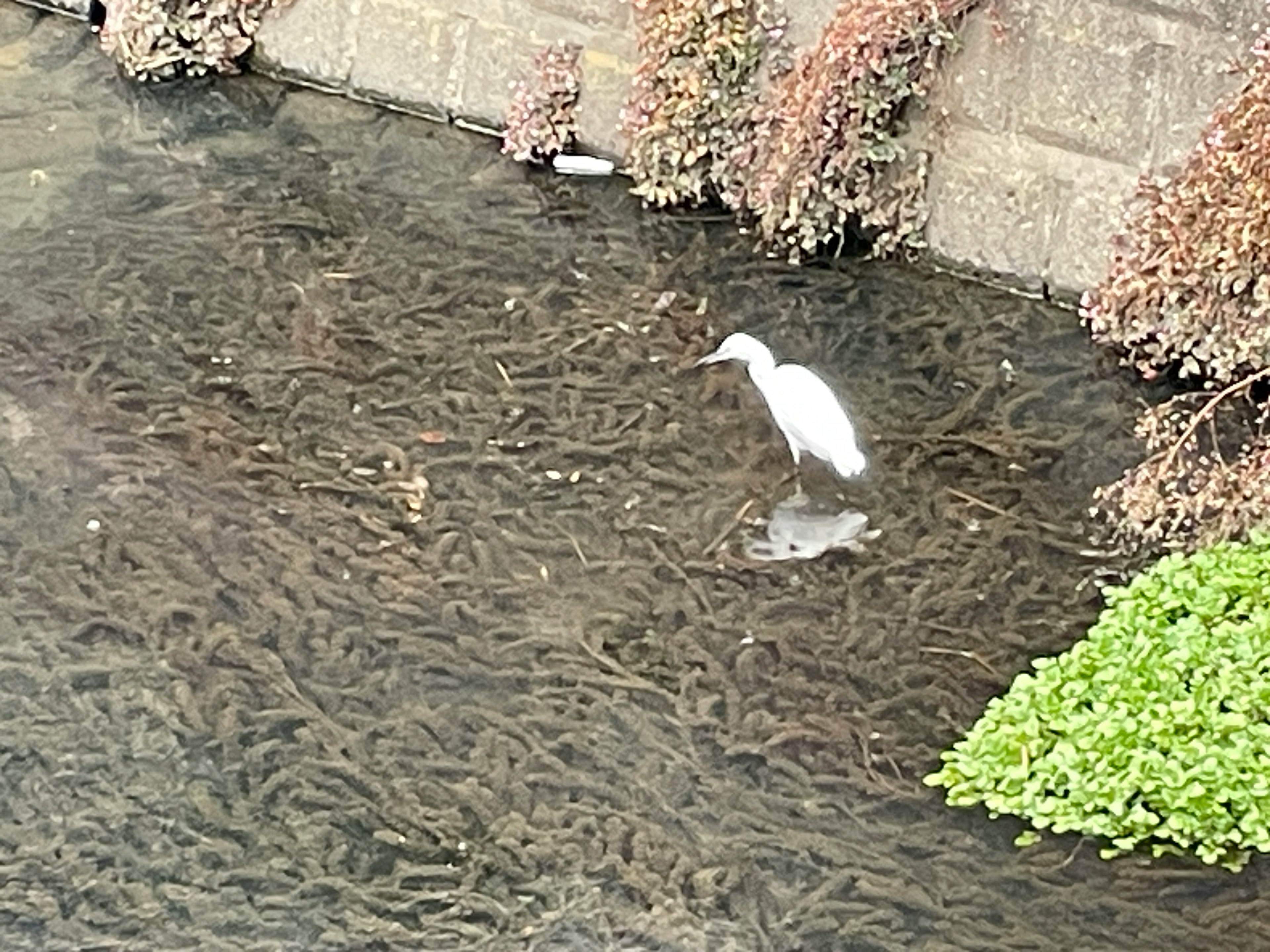 一只白鸟站在浅水中，背景是水生植物和石墙