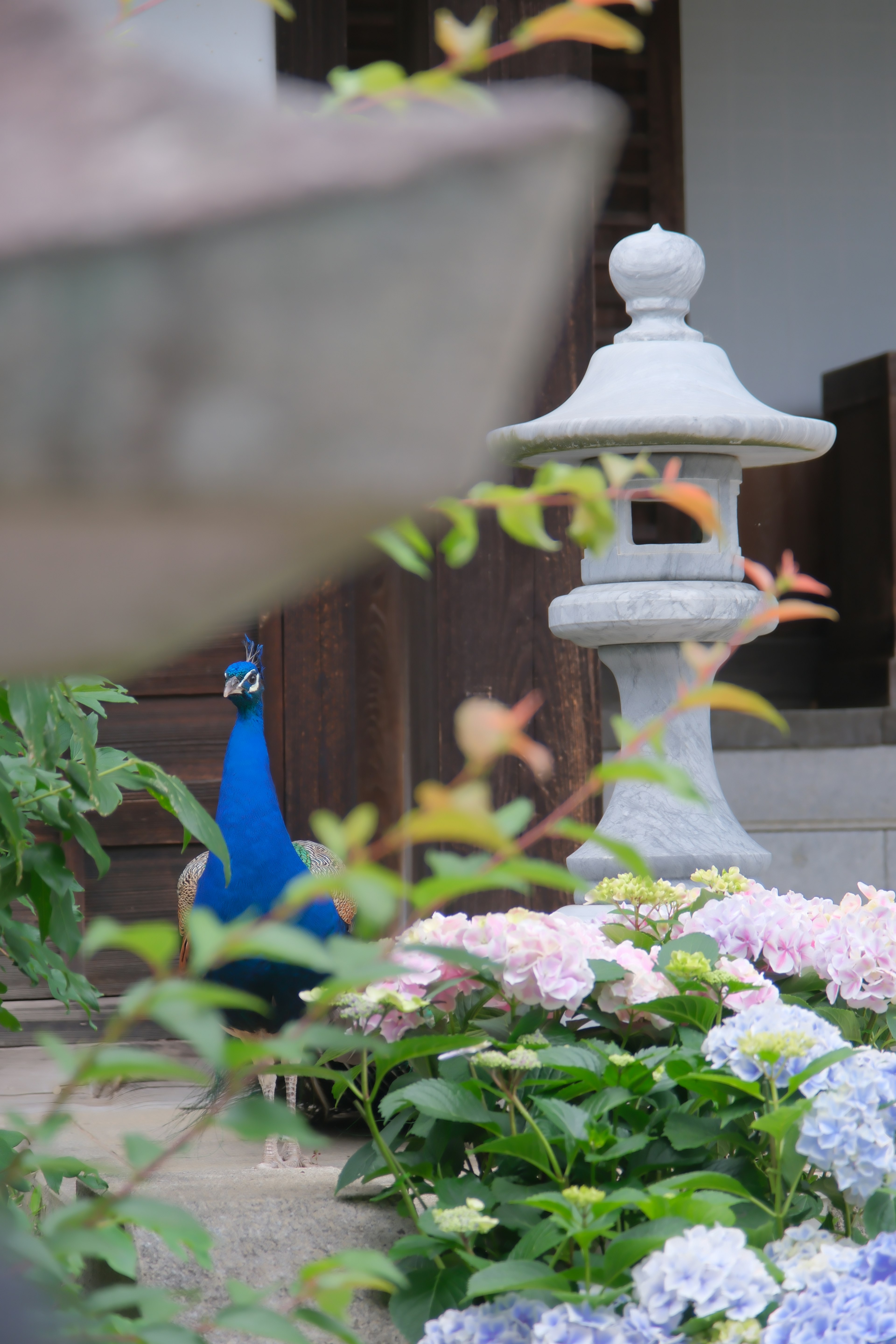 Ein blauer Pfau zwischen blühenden Blumen mit einer Steinklein im Hintergrund