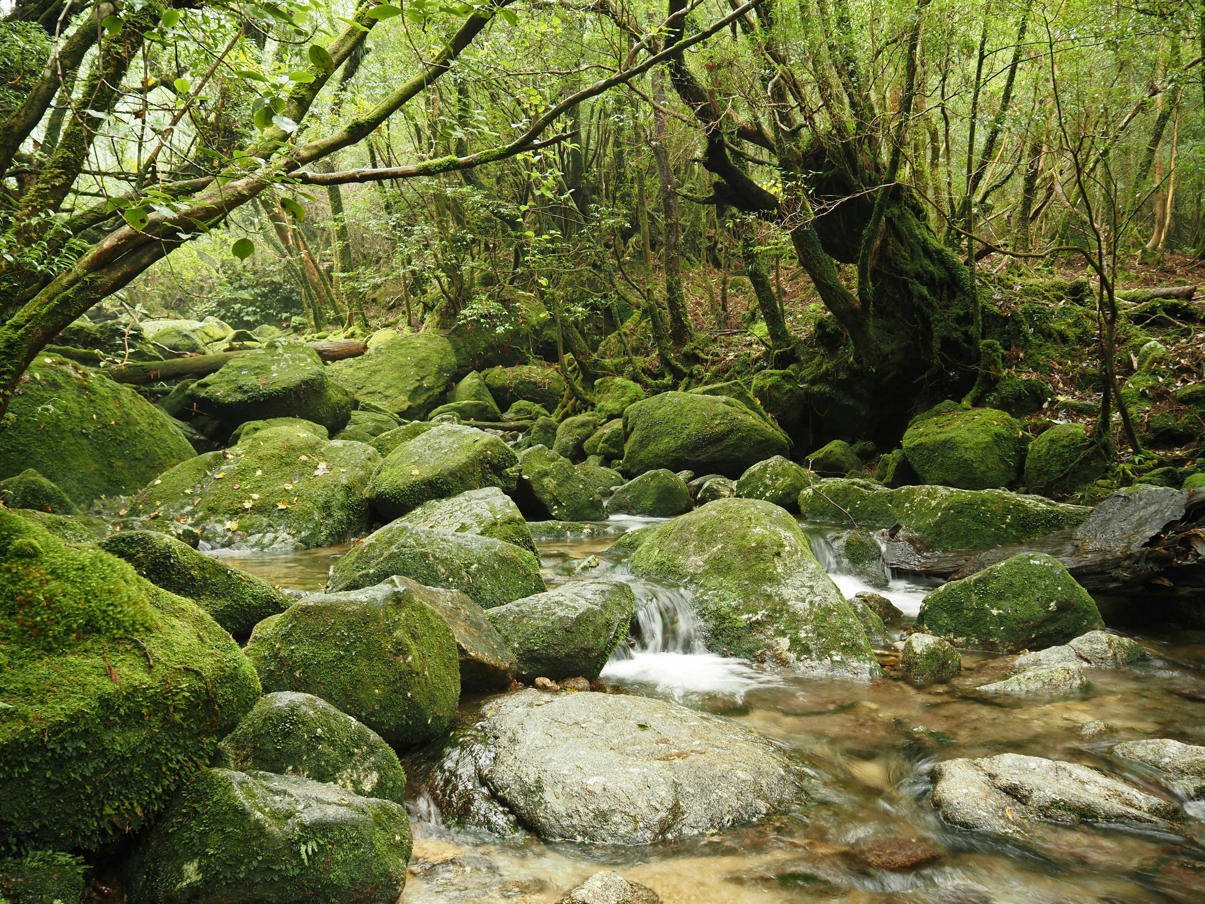 A serene stream flowing through a lush green forest with moss-covered rocks