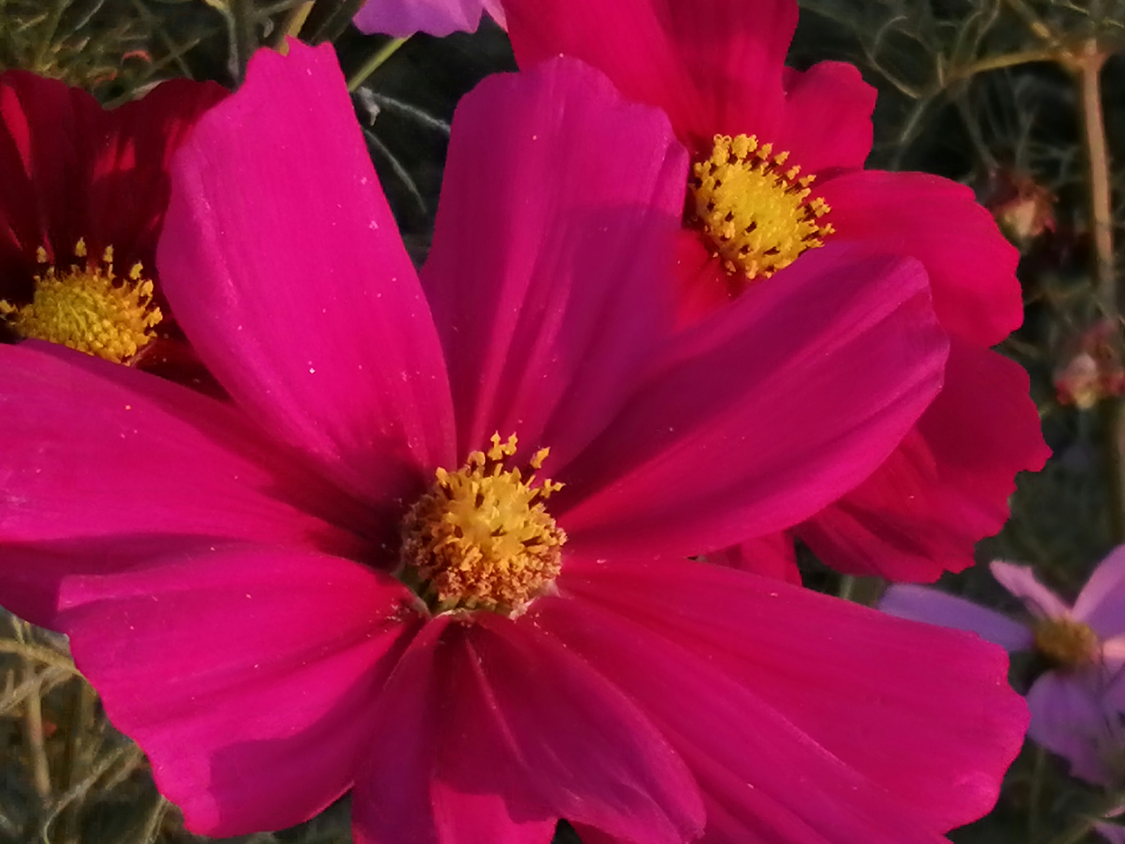 鮮やかなピンクのコスモスの花が中心にあり黄色い花粉が目立つ