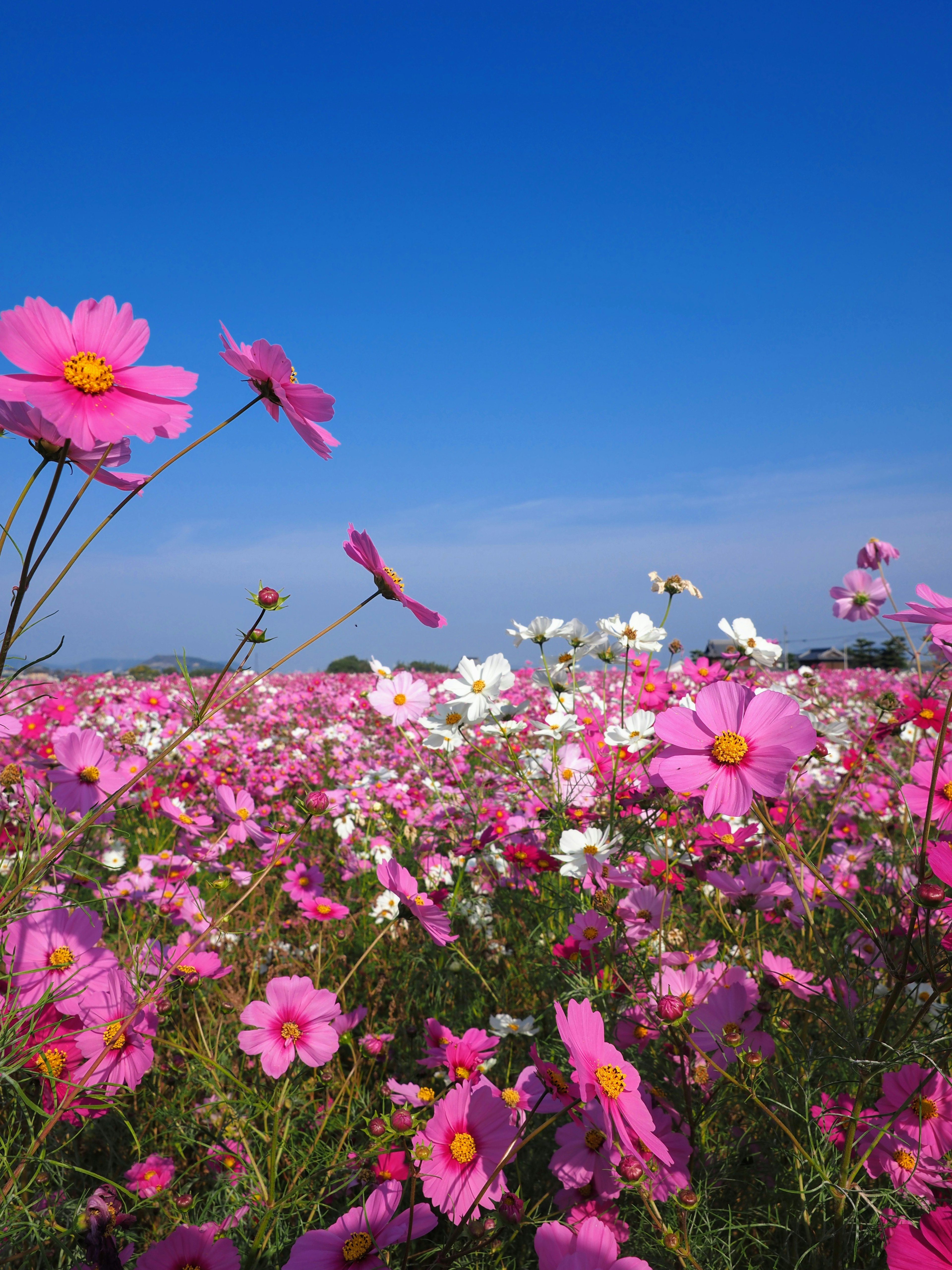 青空の下に広がる色とりどりのコスモスの花畑