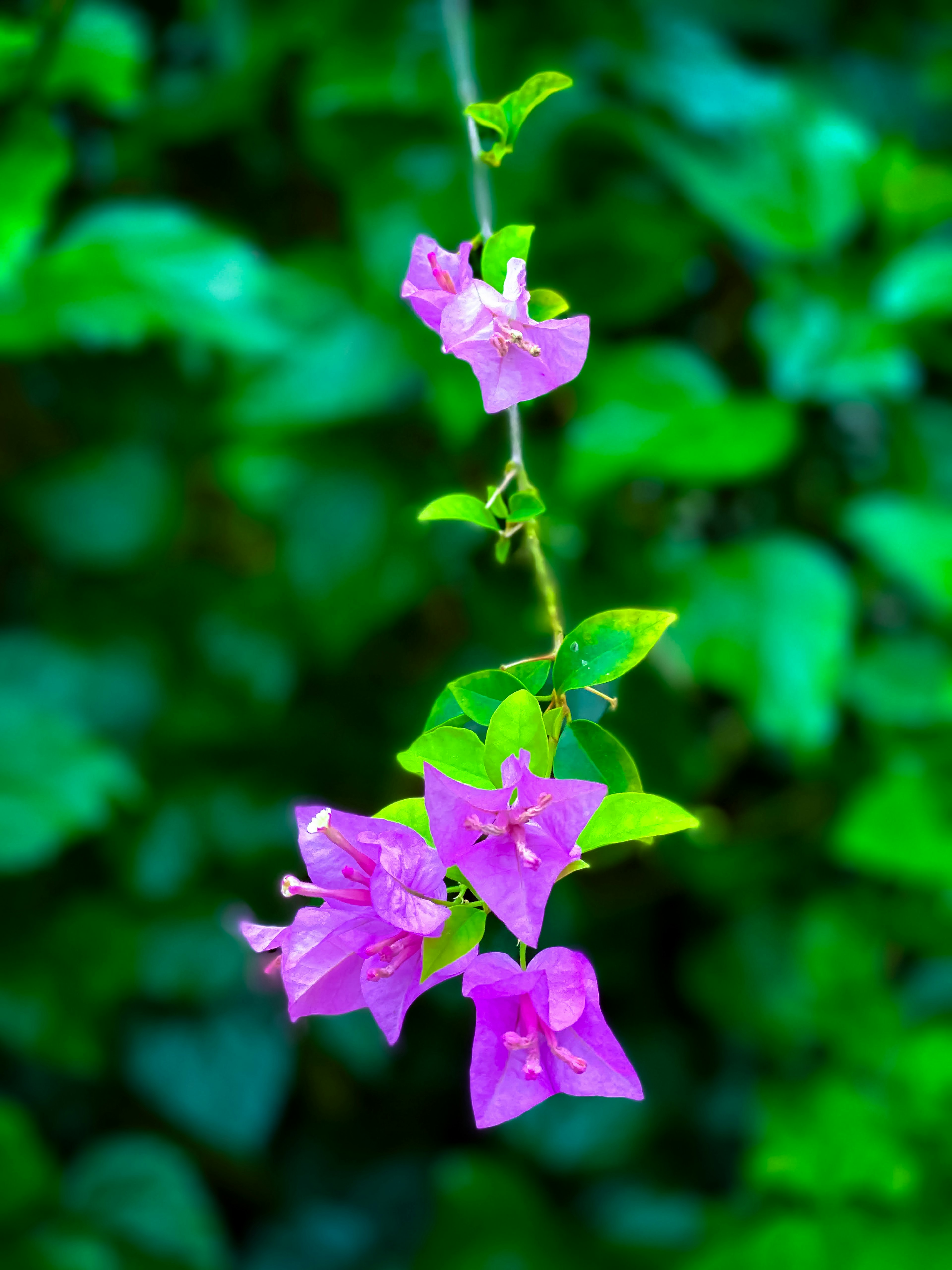 Lila Bougainvillea-Blüten vor grünem Hintergrund