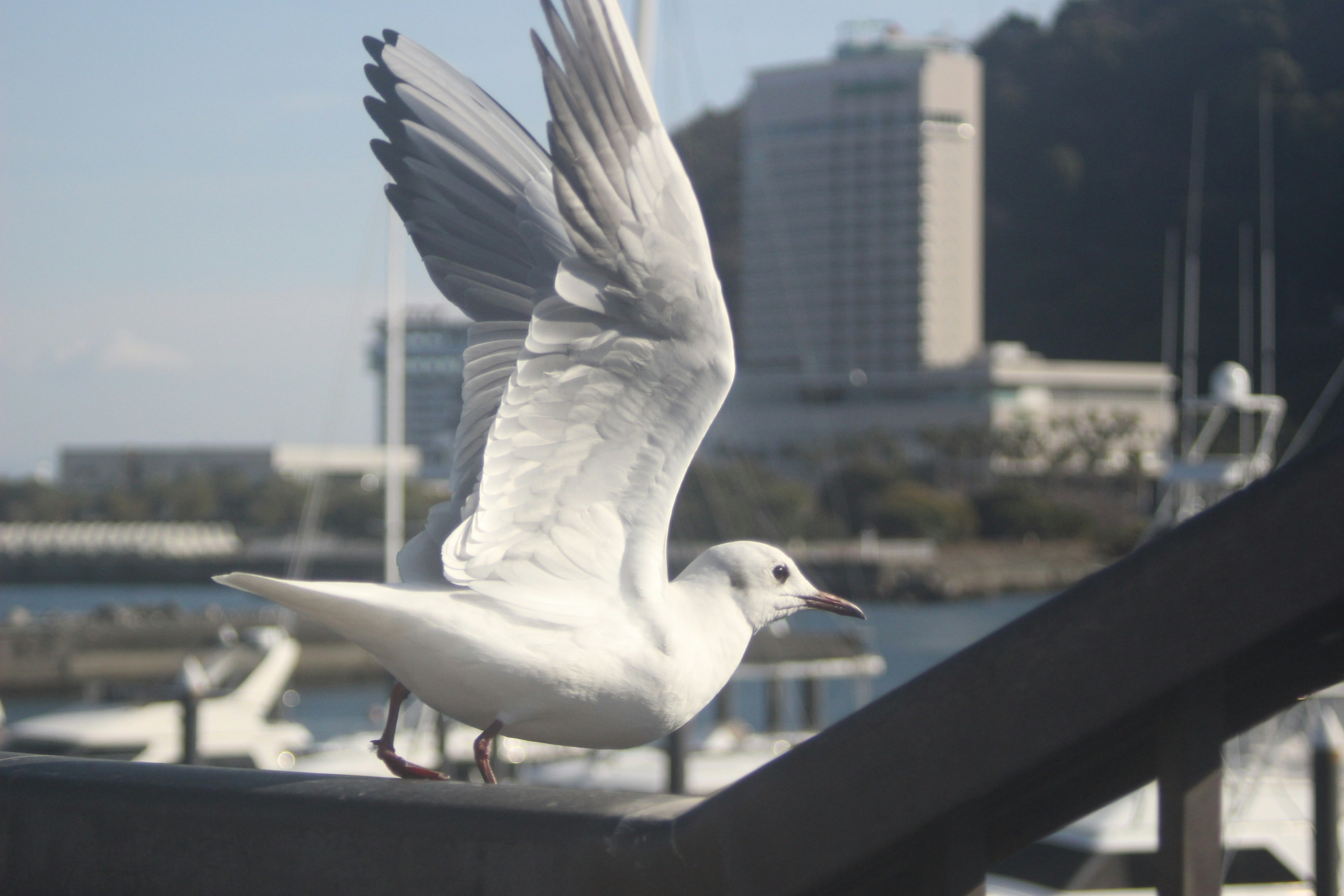 A white seagull spreading its wings in a harbor setting