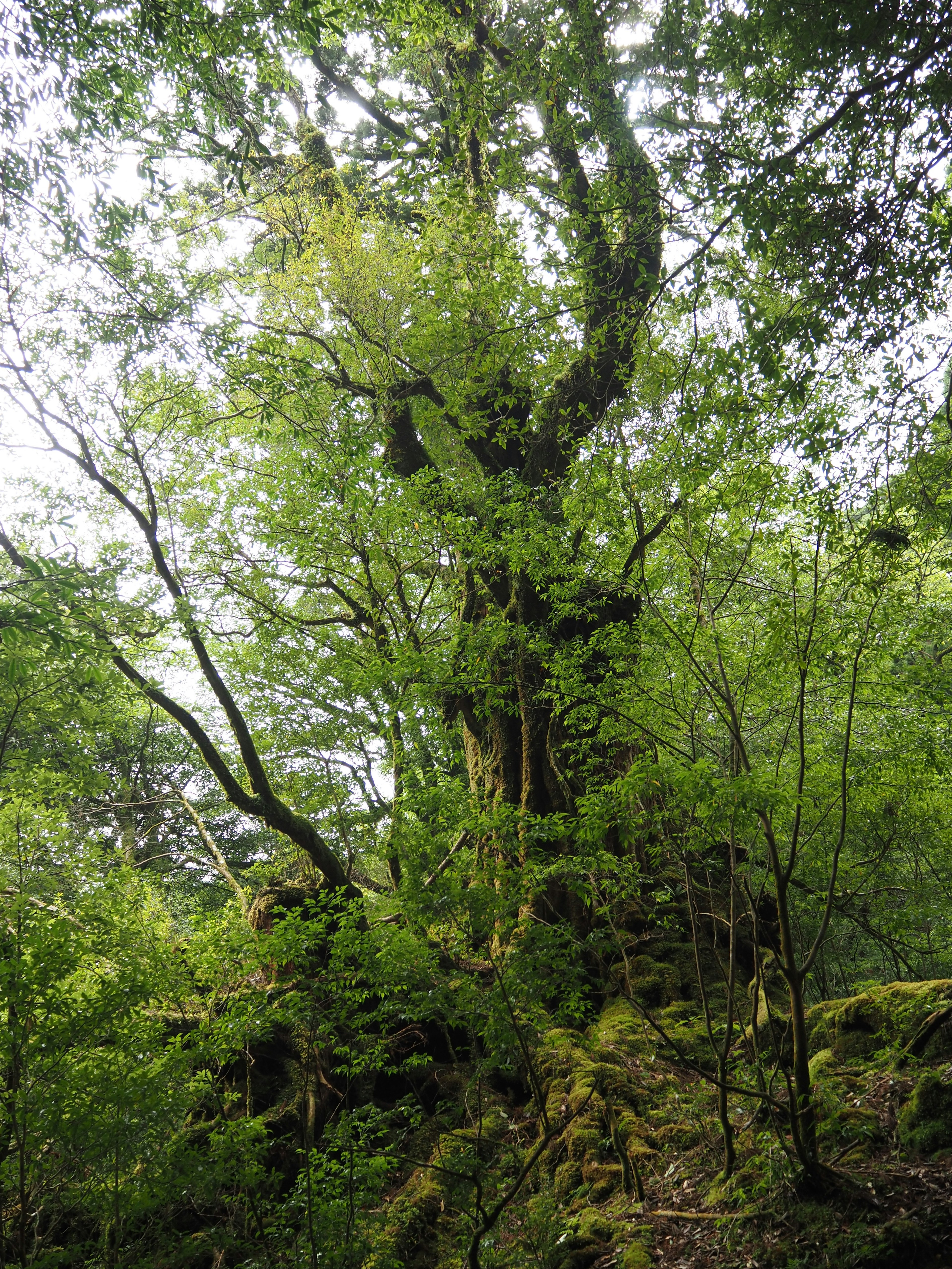 Großer grüner Baum umgeben von üppiger Waldlandschaft