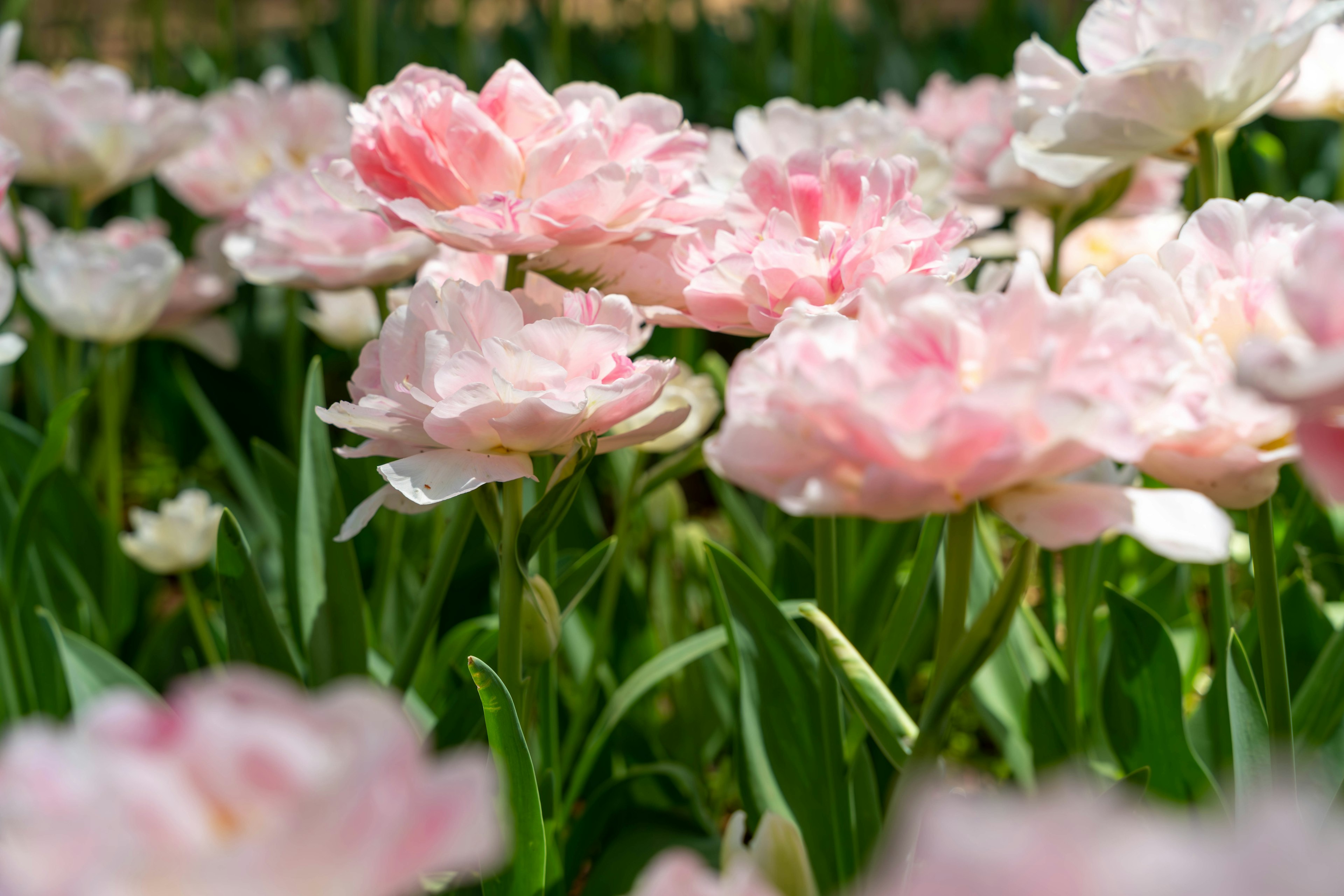 Gros plan de belles tulipes roses en fleurs dans un champ de fleurs