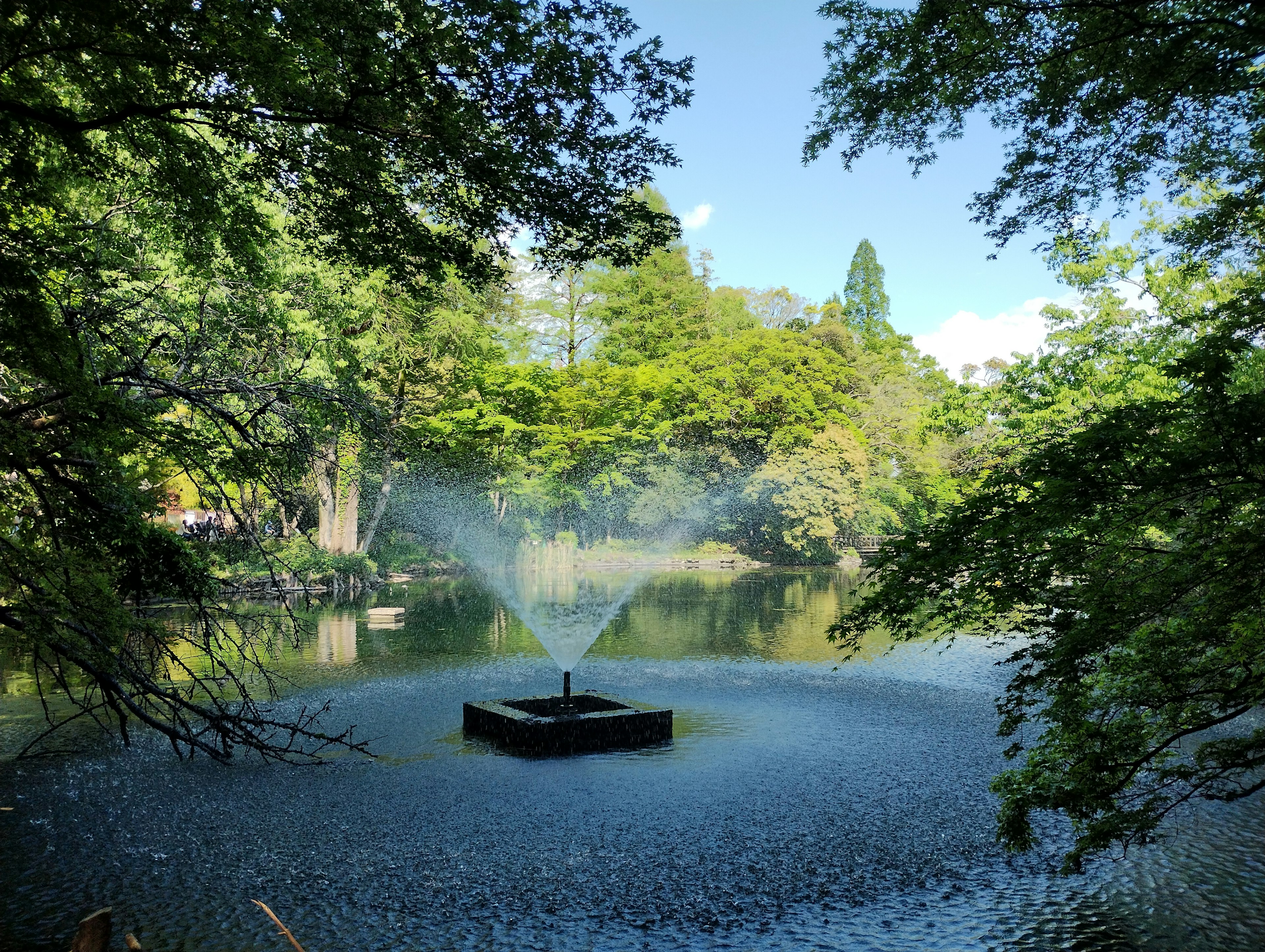 A fountain in the center of a pond surrounded by lush green trees