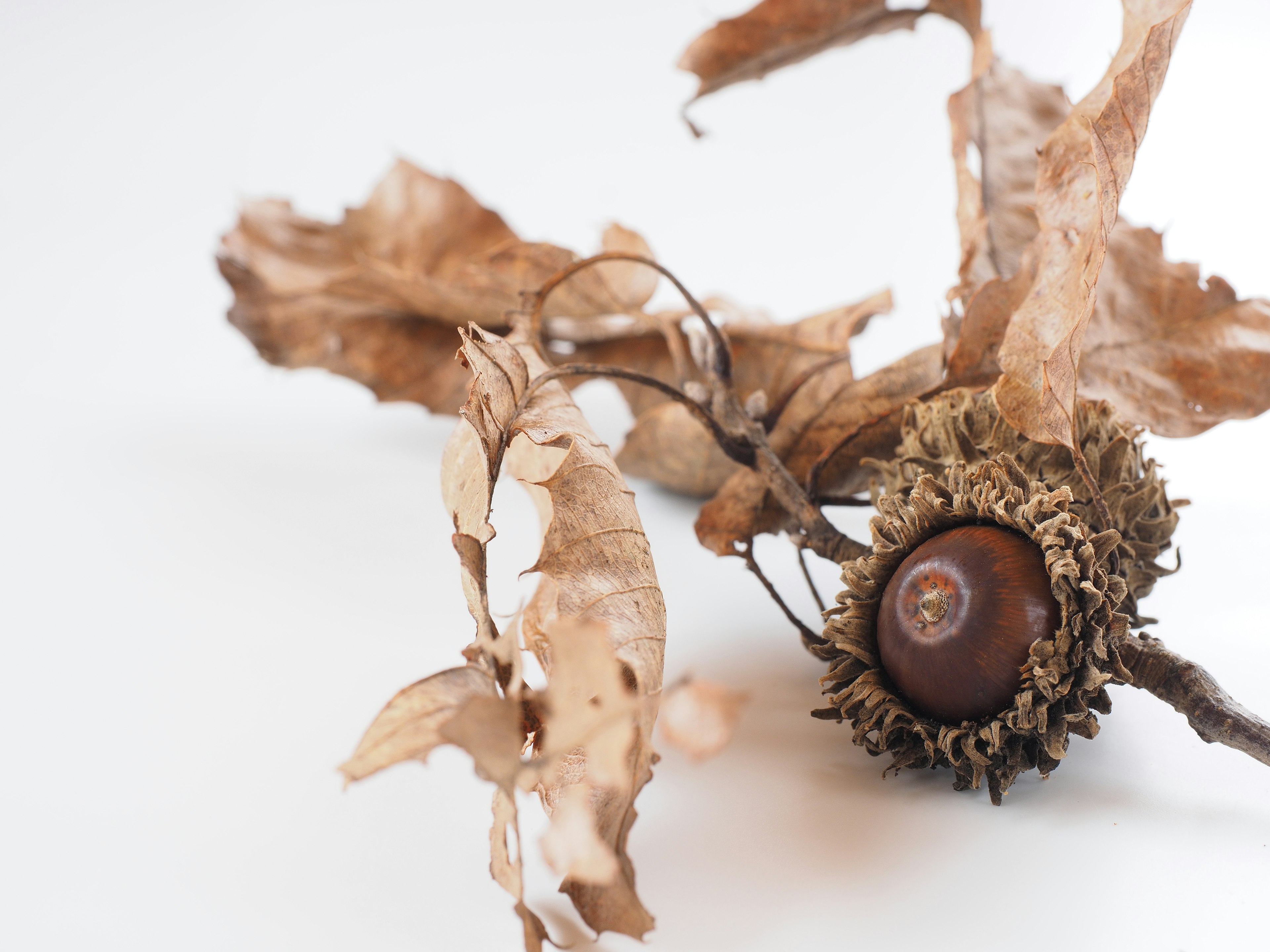 Natural display featuring a dried acorn and leaves