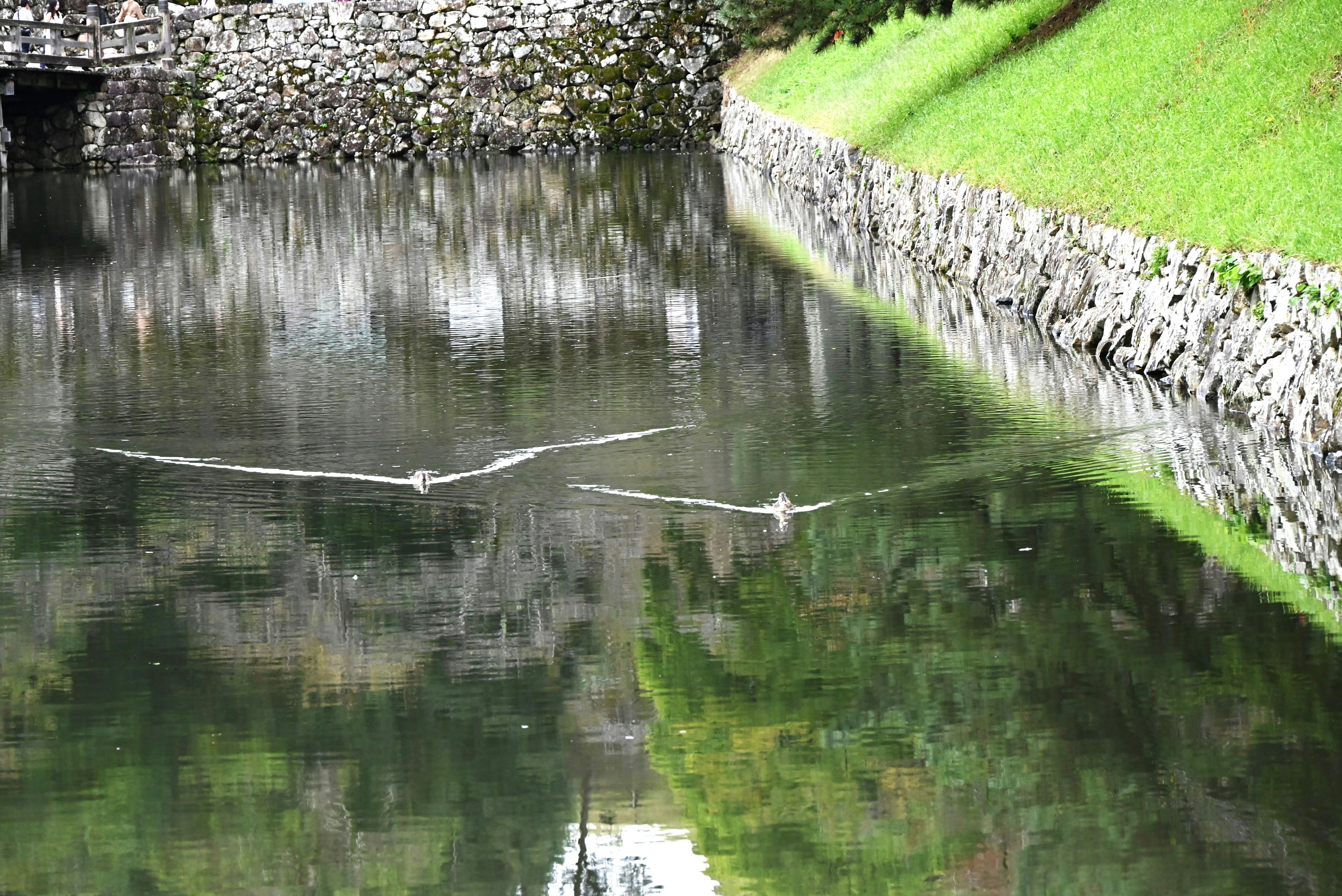 Two swans gliding on a calm pond with reflections visible