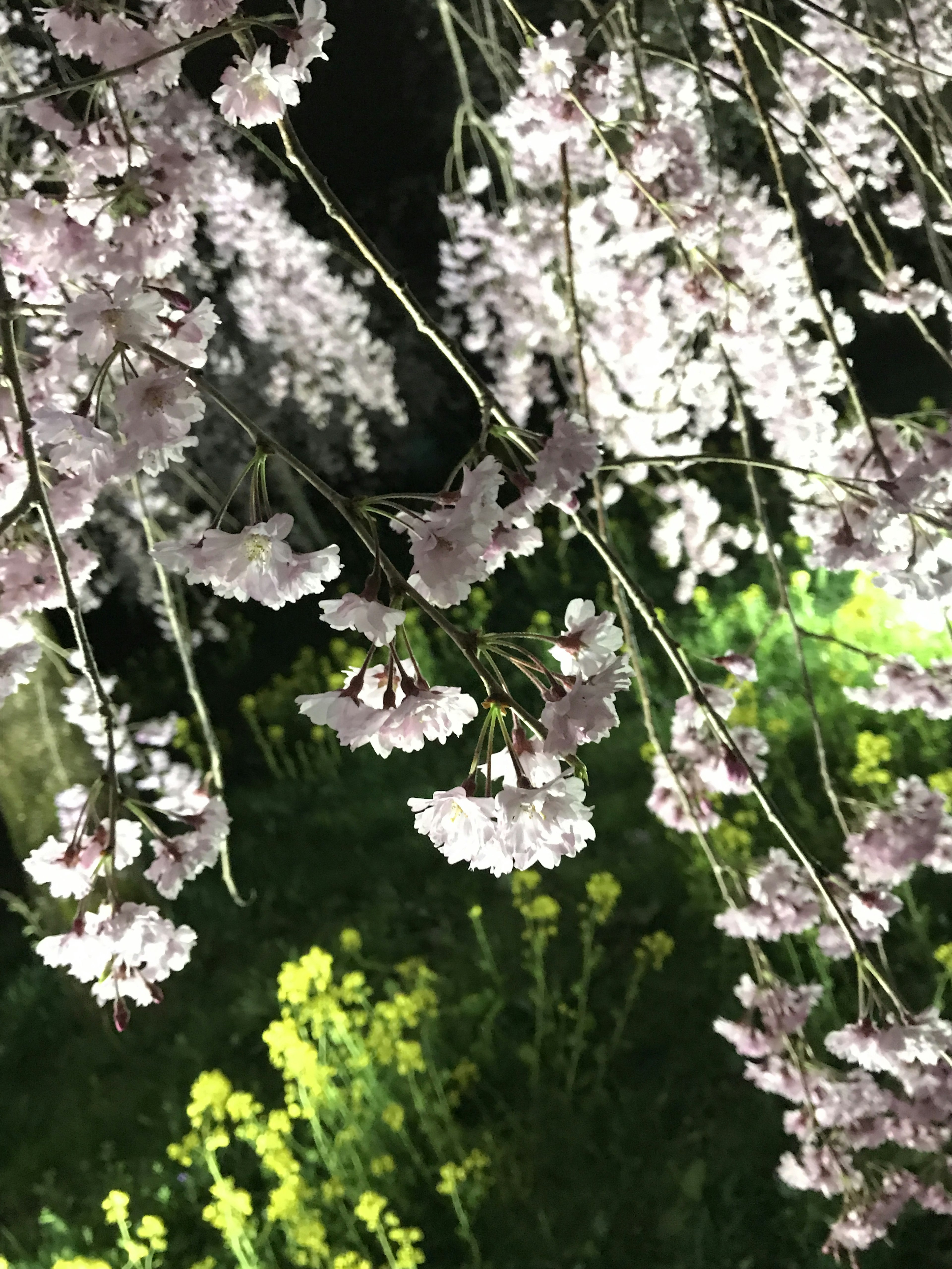 夜間盛開的櫻花與綠色背景