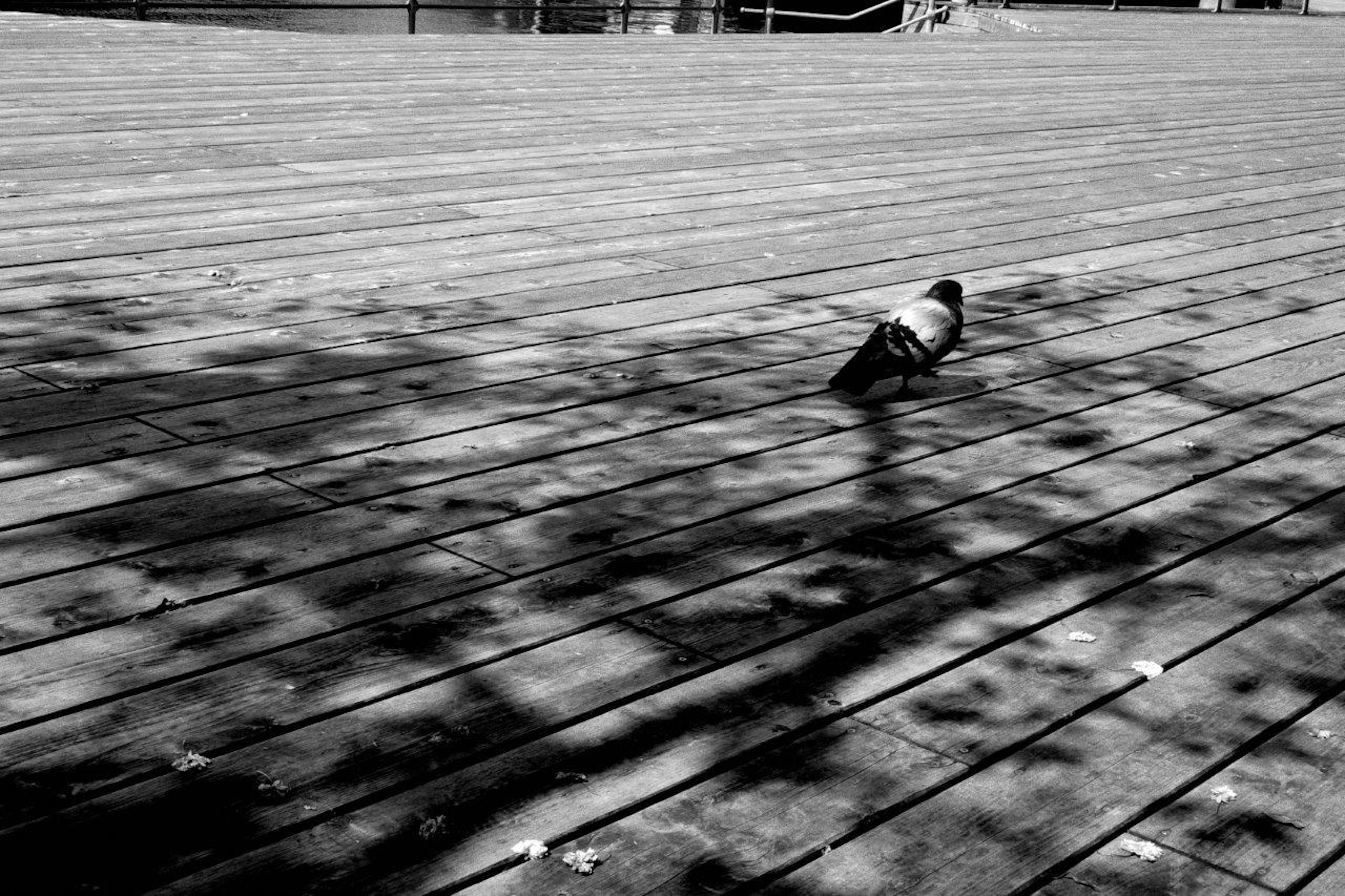 A pigeon walking on wooden flooring with shadows cast