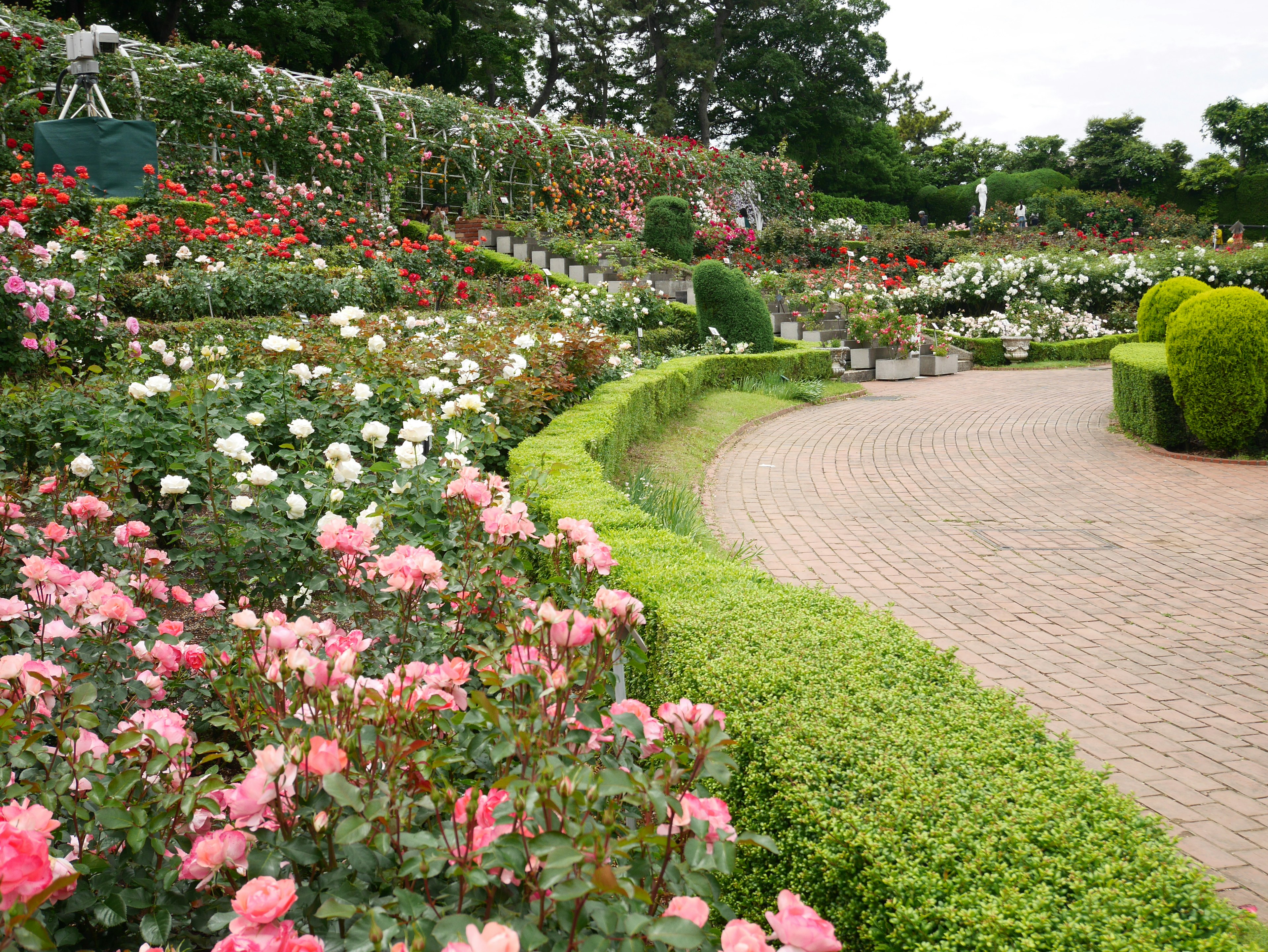 A beautiful garden landscape featuring blooming roses green hedges and a winding path