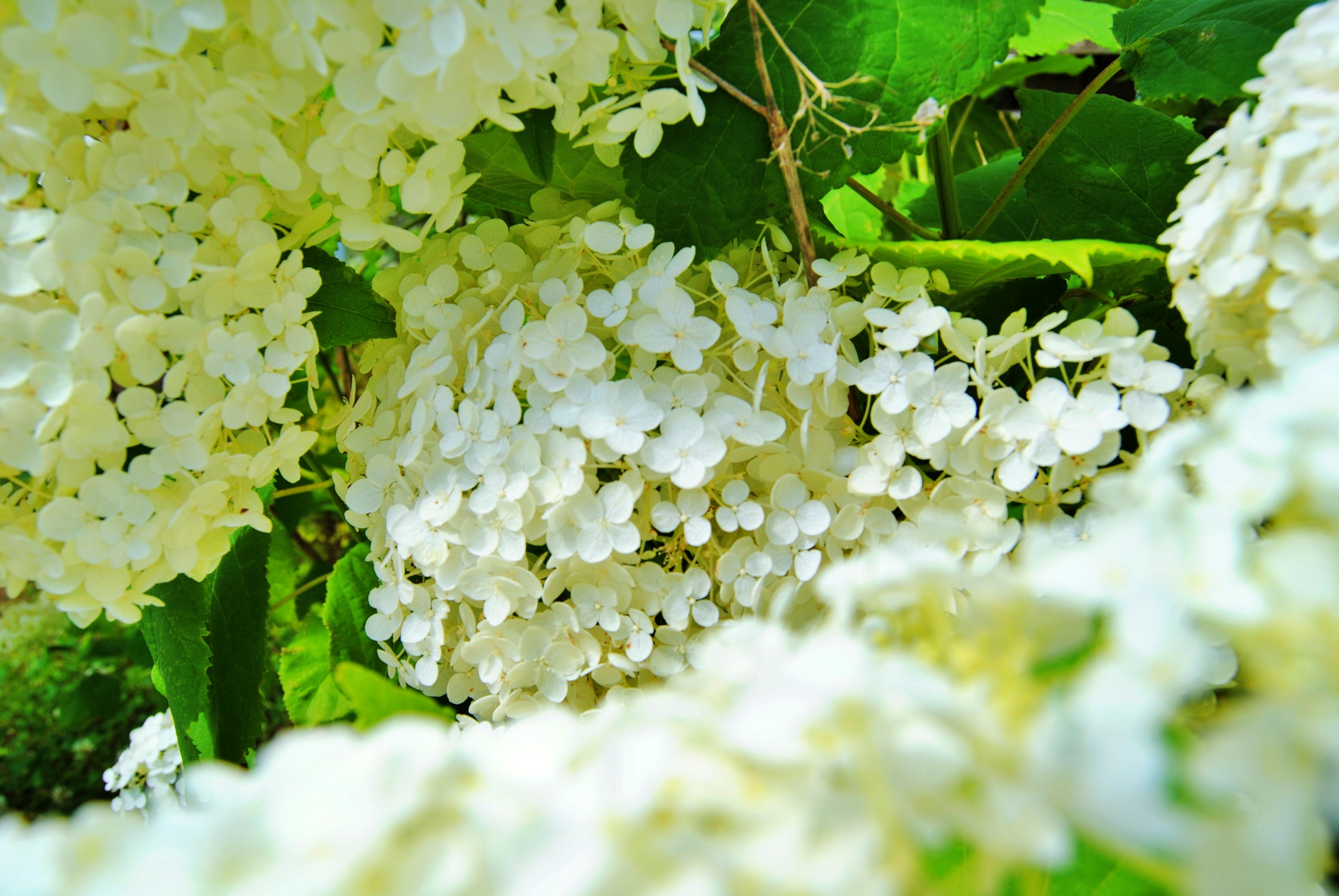 Cluster of white hydrangea flowers surrounded by green leaves