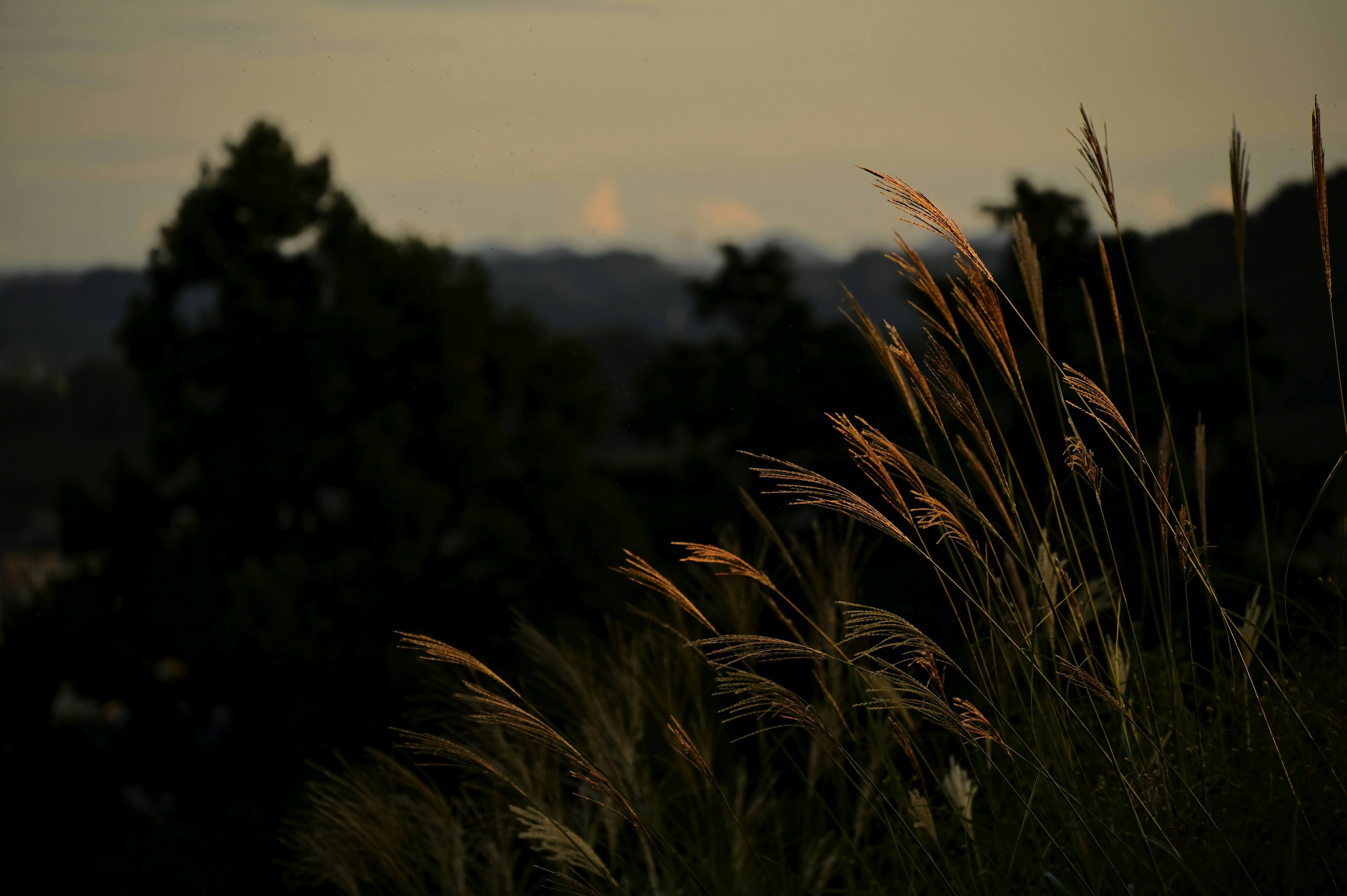 夕暮れ時の草原に揺れる穂と遠くの山々を背景にした風景