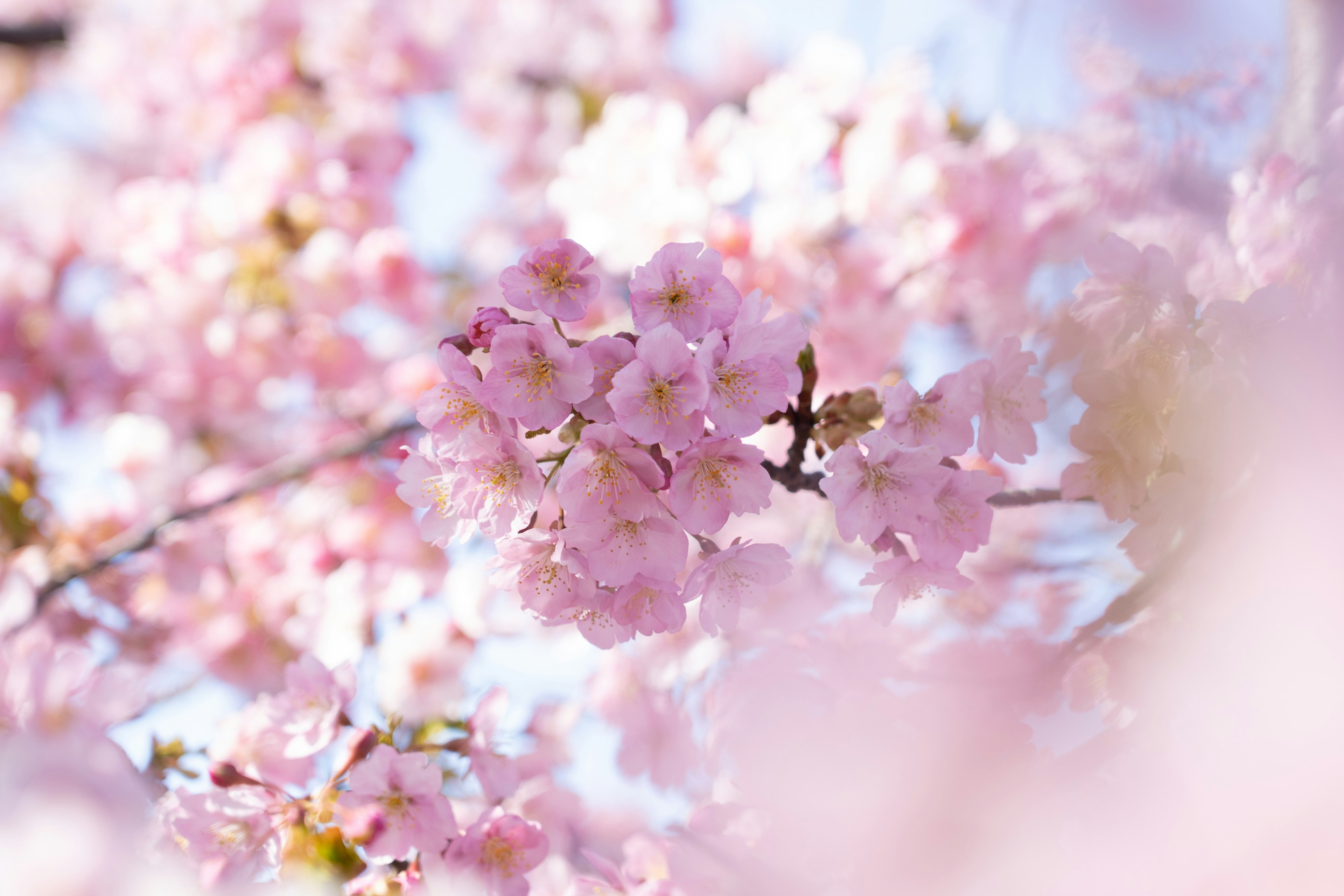 桜の花が咲いている様子のクローズアップ