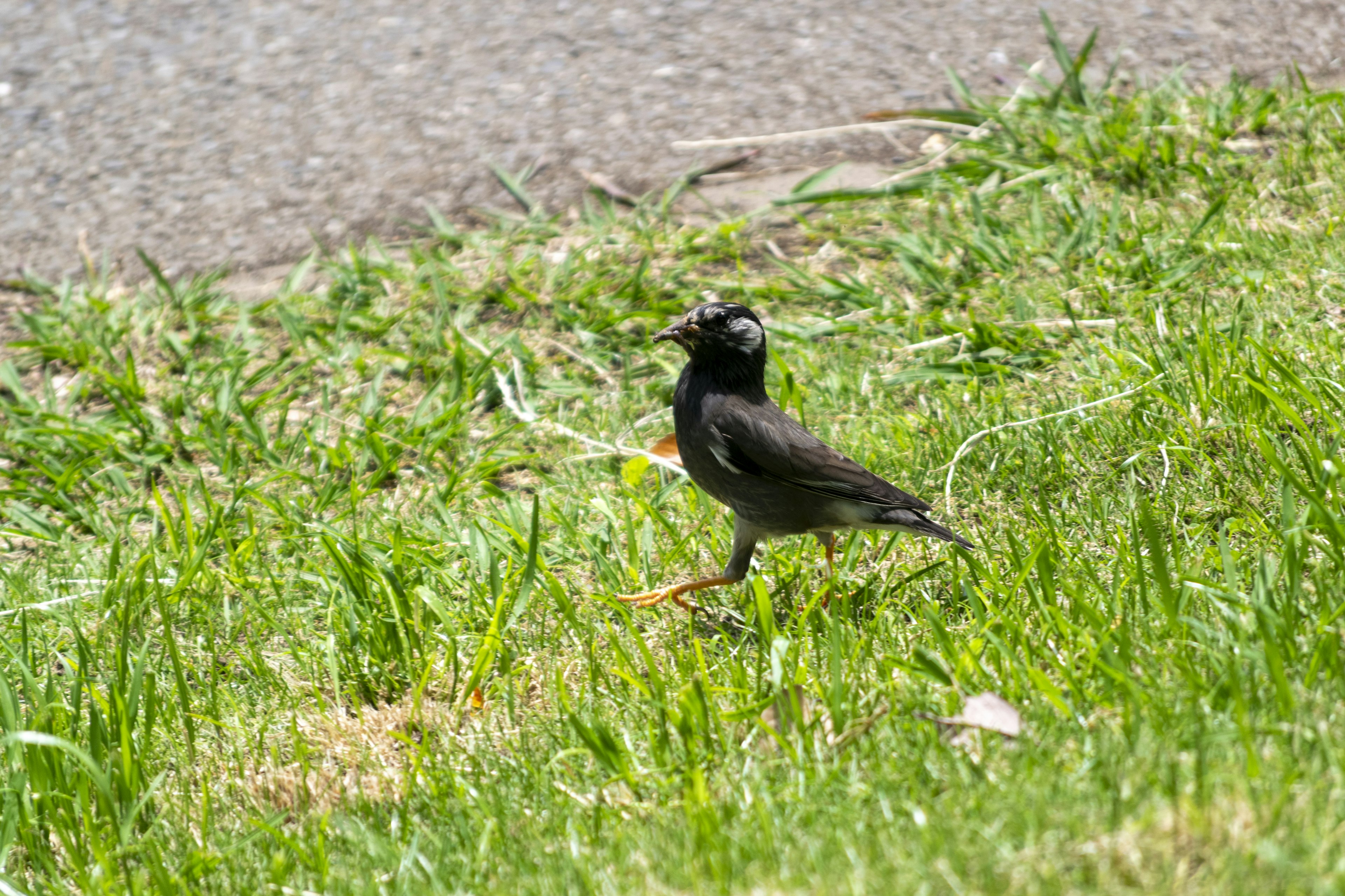 A black bird walking on the grass