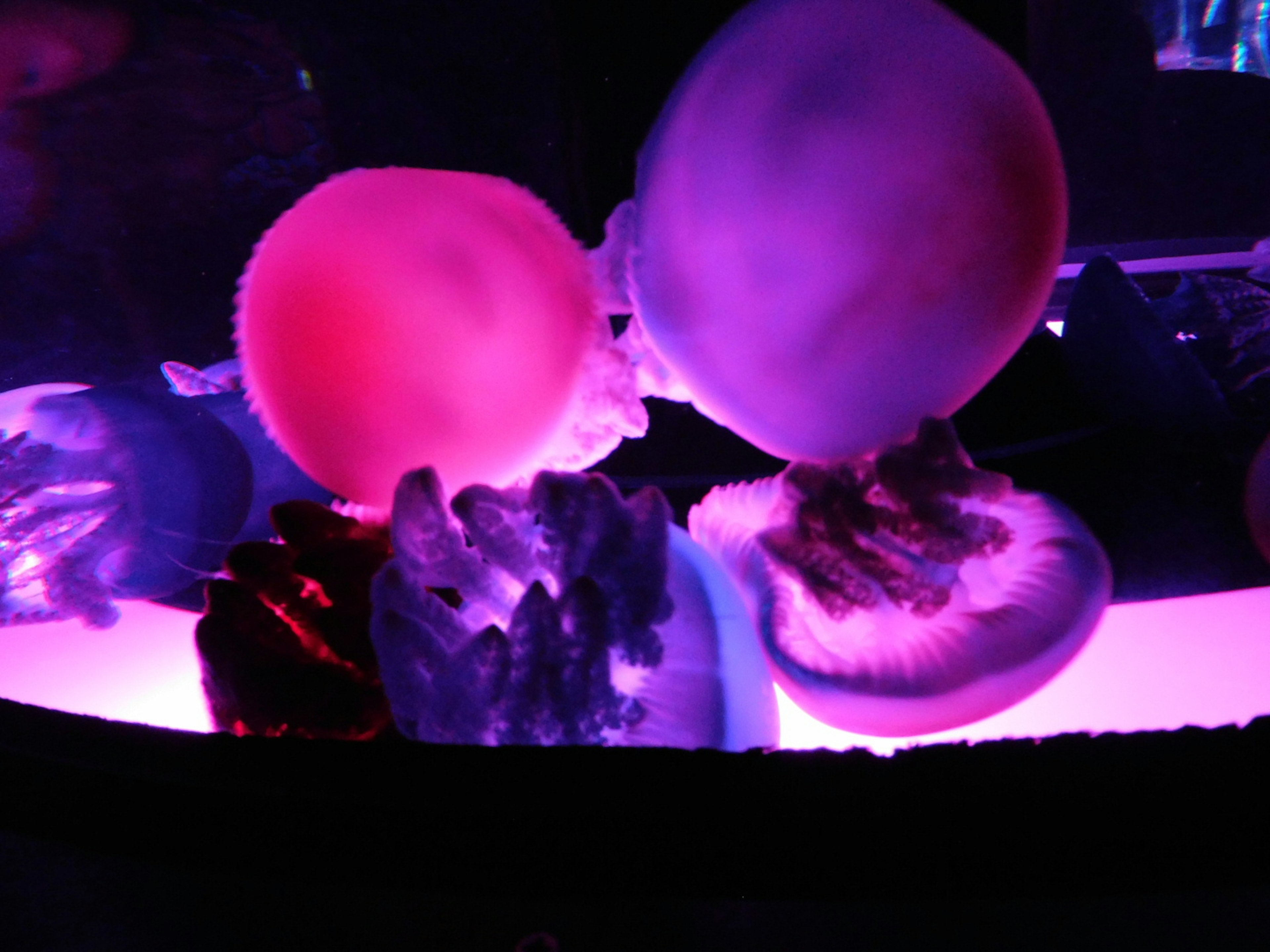 Colorful jellyfish floating in an aquarium